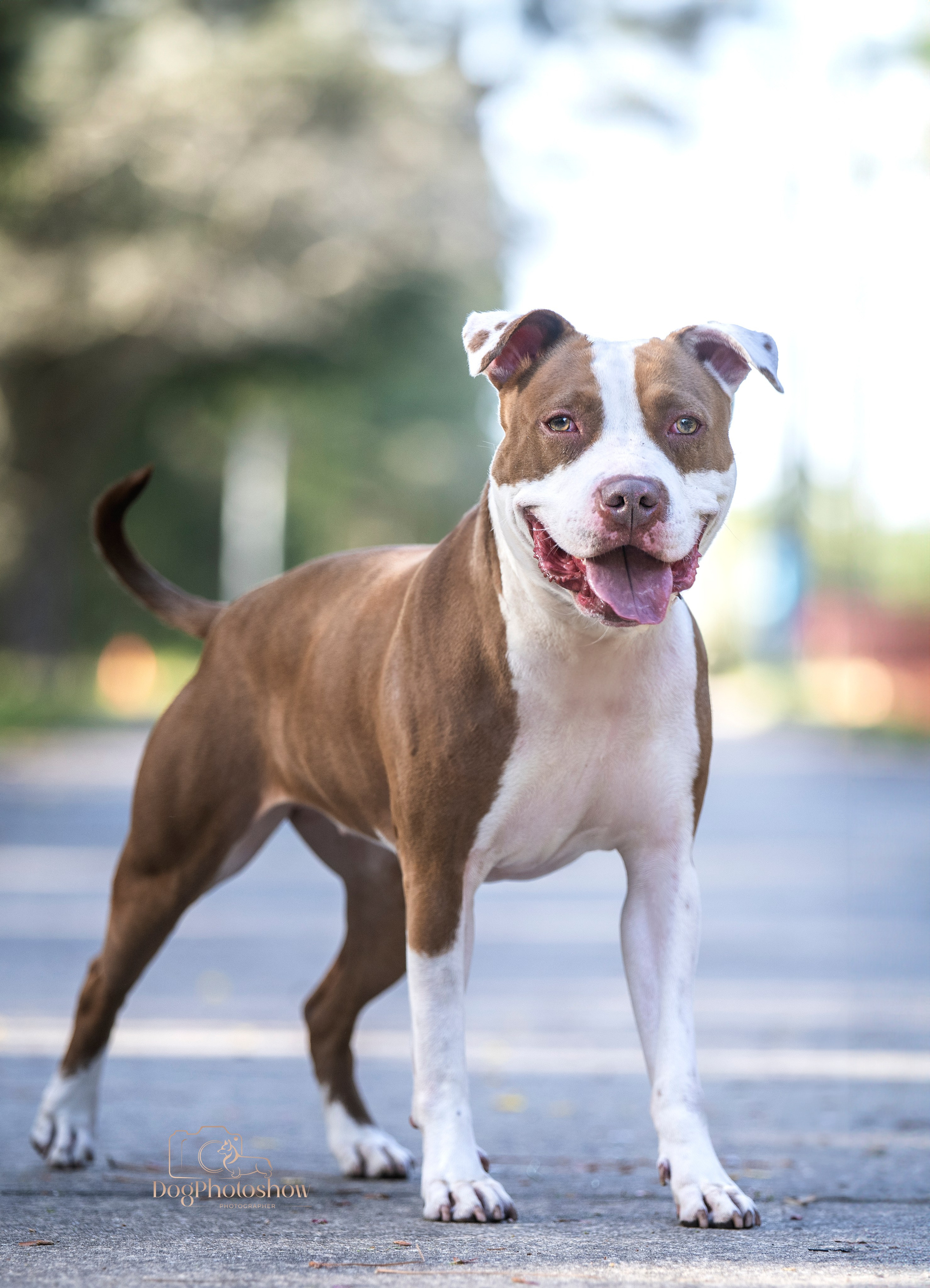 📸 13. Katerina Royter Pet Photographer North Florida