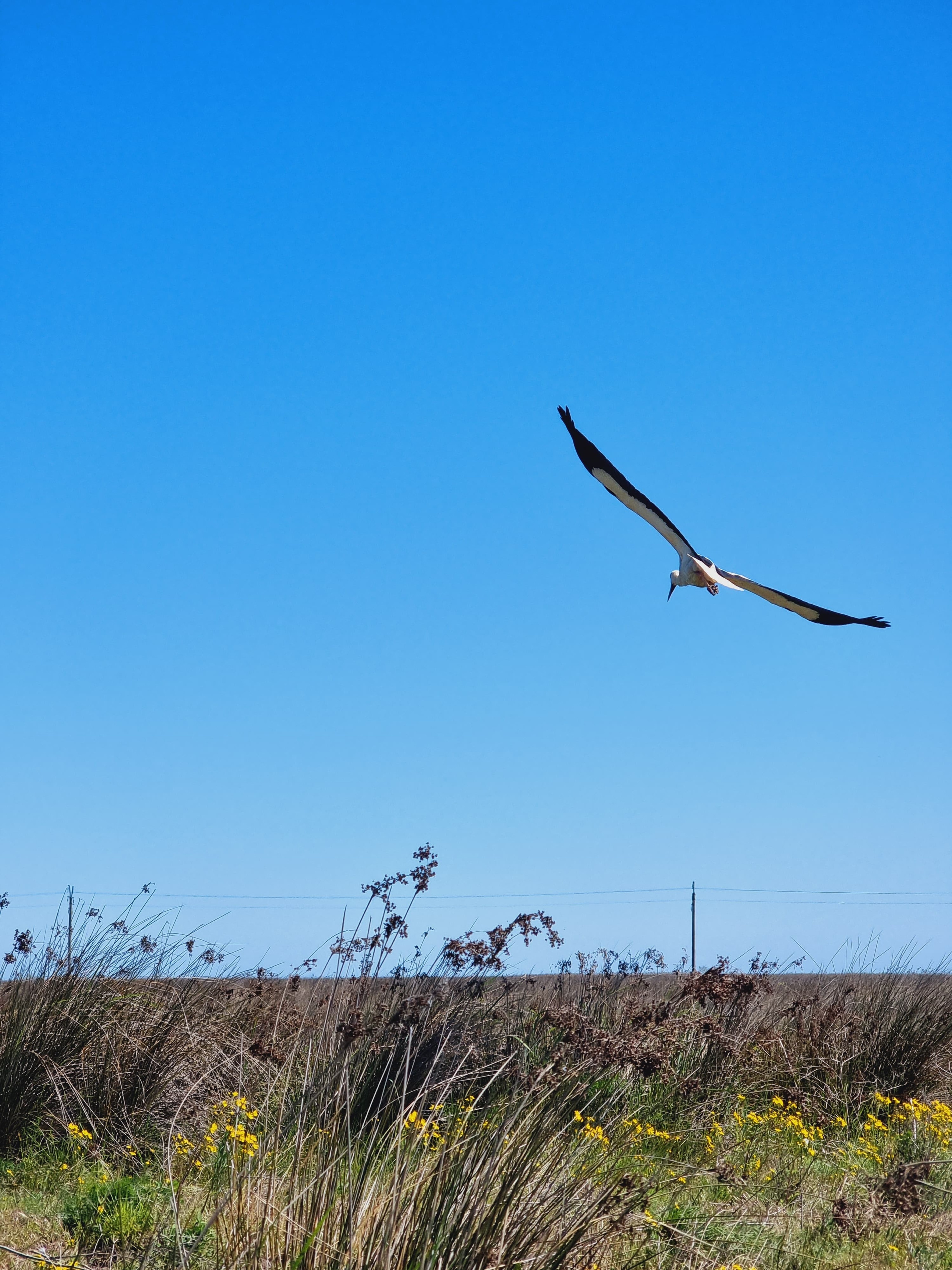 Bucati dintr-o drona Ucraineana gasite pe plaja Vadu
