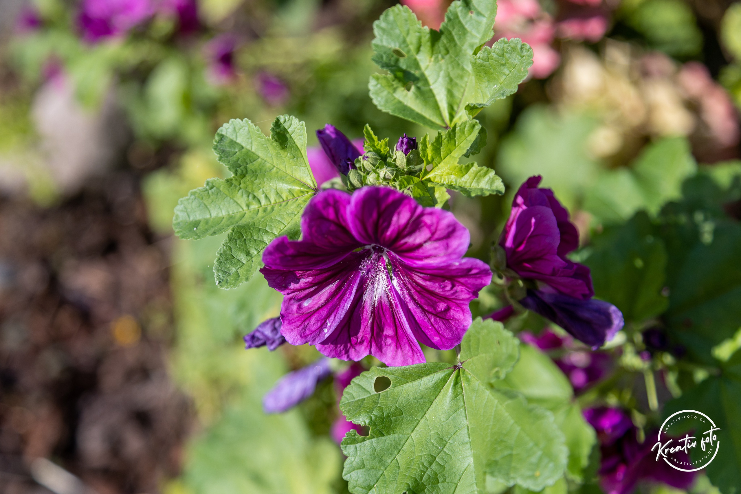 Sommer. Fotograf Aarhus | Portrætfoto Århus | Flotte billeder