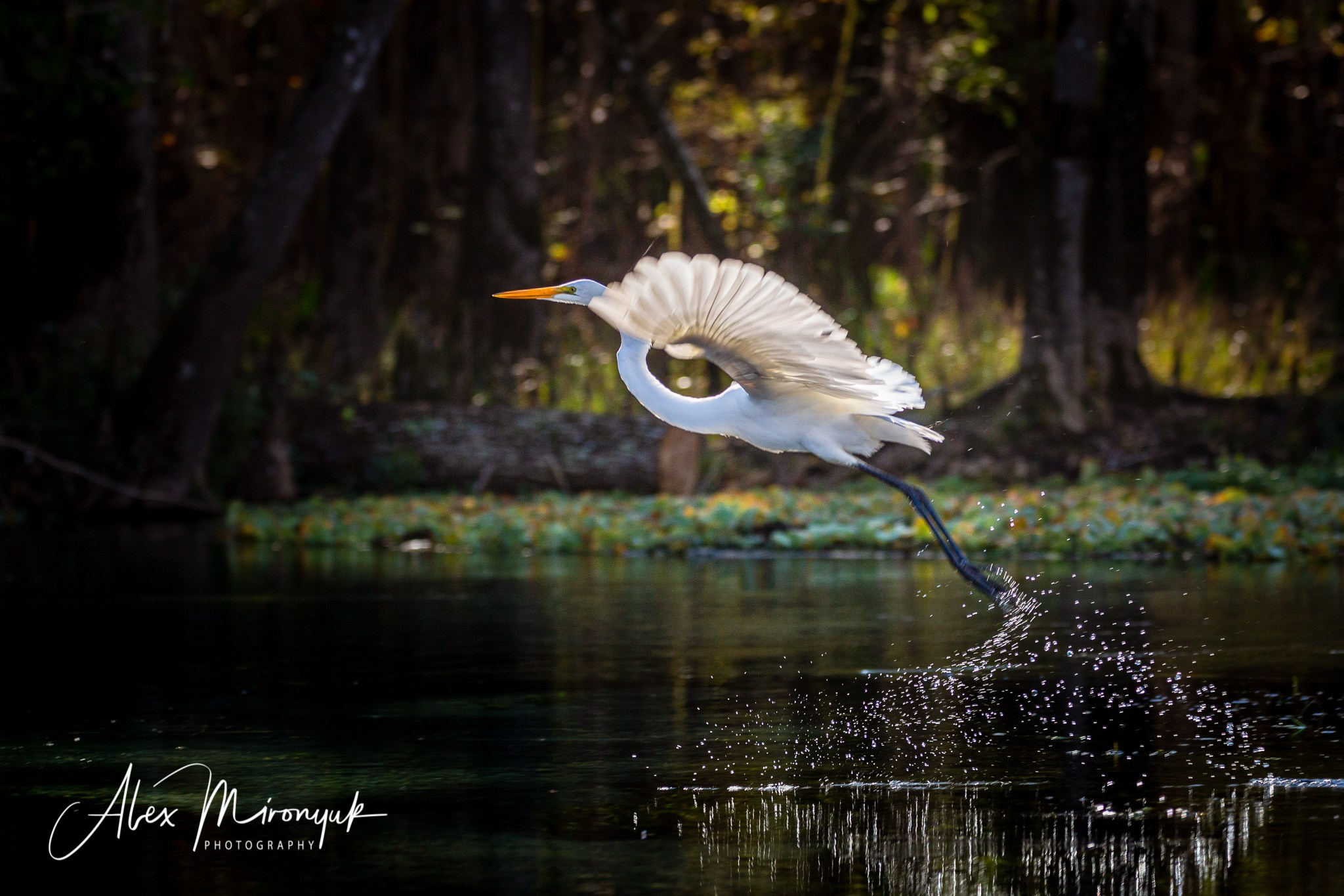 Exploring True Florida: Springs, Rivers & Manatees by Canoe. Pet, Senior, Landscape, portrait studio, photographer in Miami and Sou