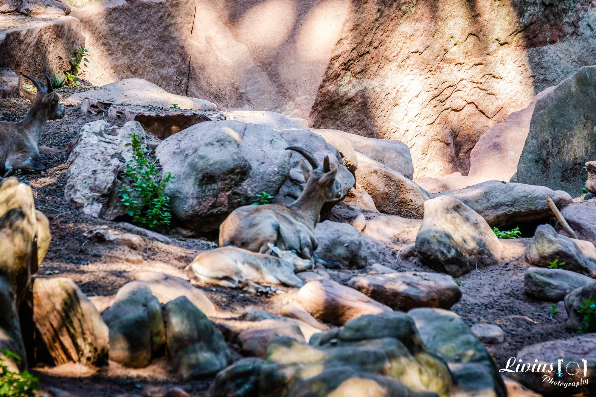 Tierpark Nürnberg. FOTO KREATIV