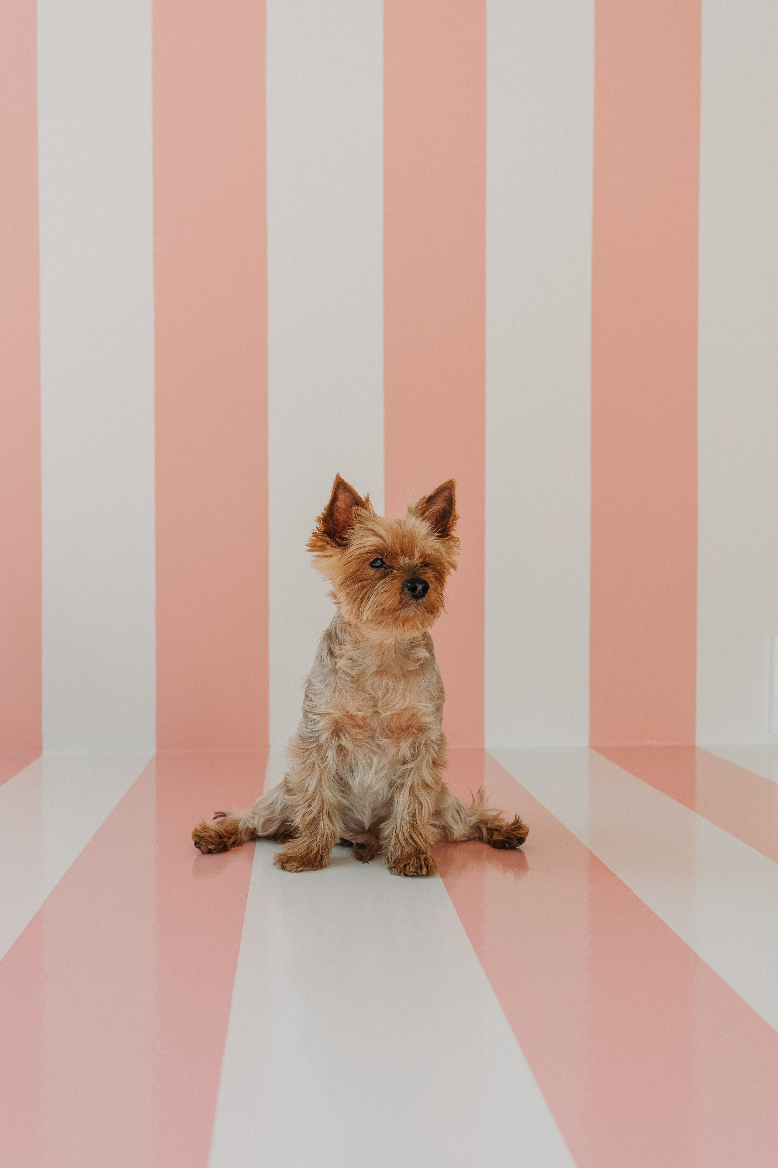 Wallun perhe. Wedding and portrait photographer in Helsinki Vickan O