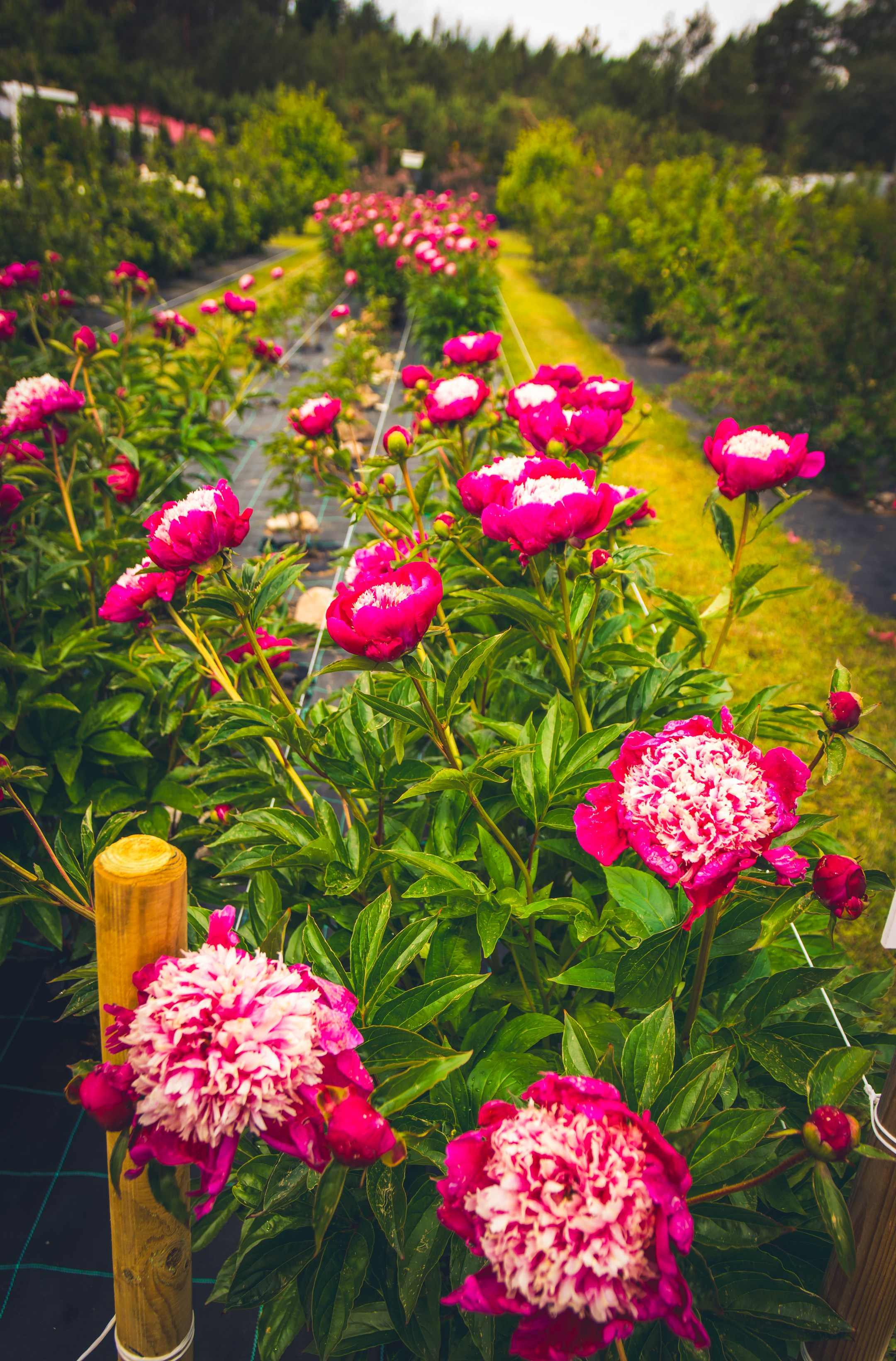 Saarema, reis. Nebula 25 — Fotod teie hingele