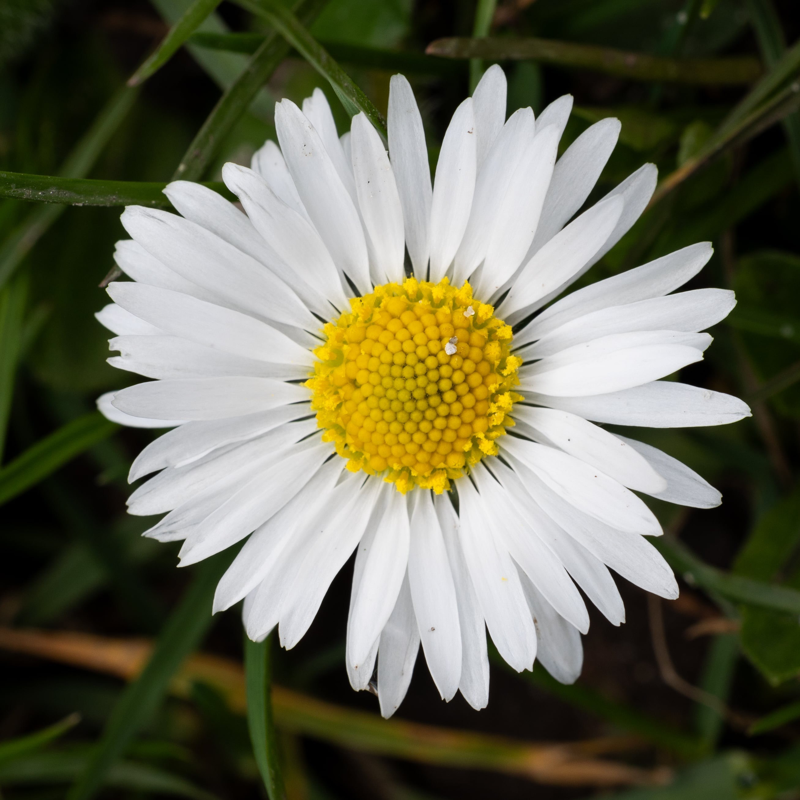 Forår. Fotograf Aarhus | Portrætfoto Århus | Flotte billeder