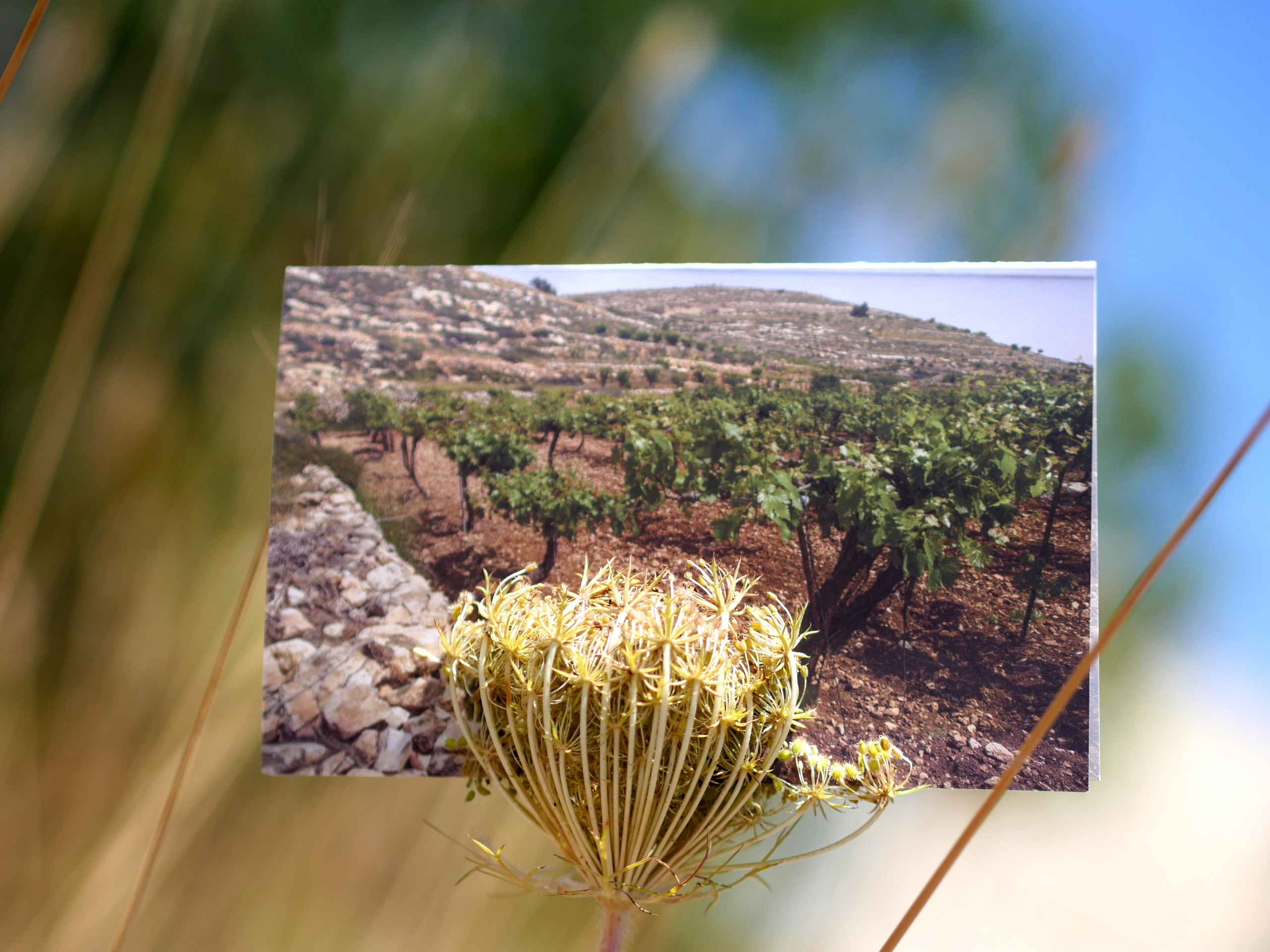 Greeting Cards. Portrait & Event photographer in Israel — Rebecca Kowalsky