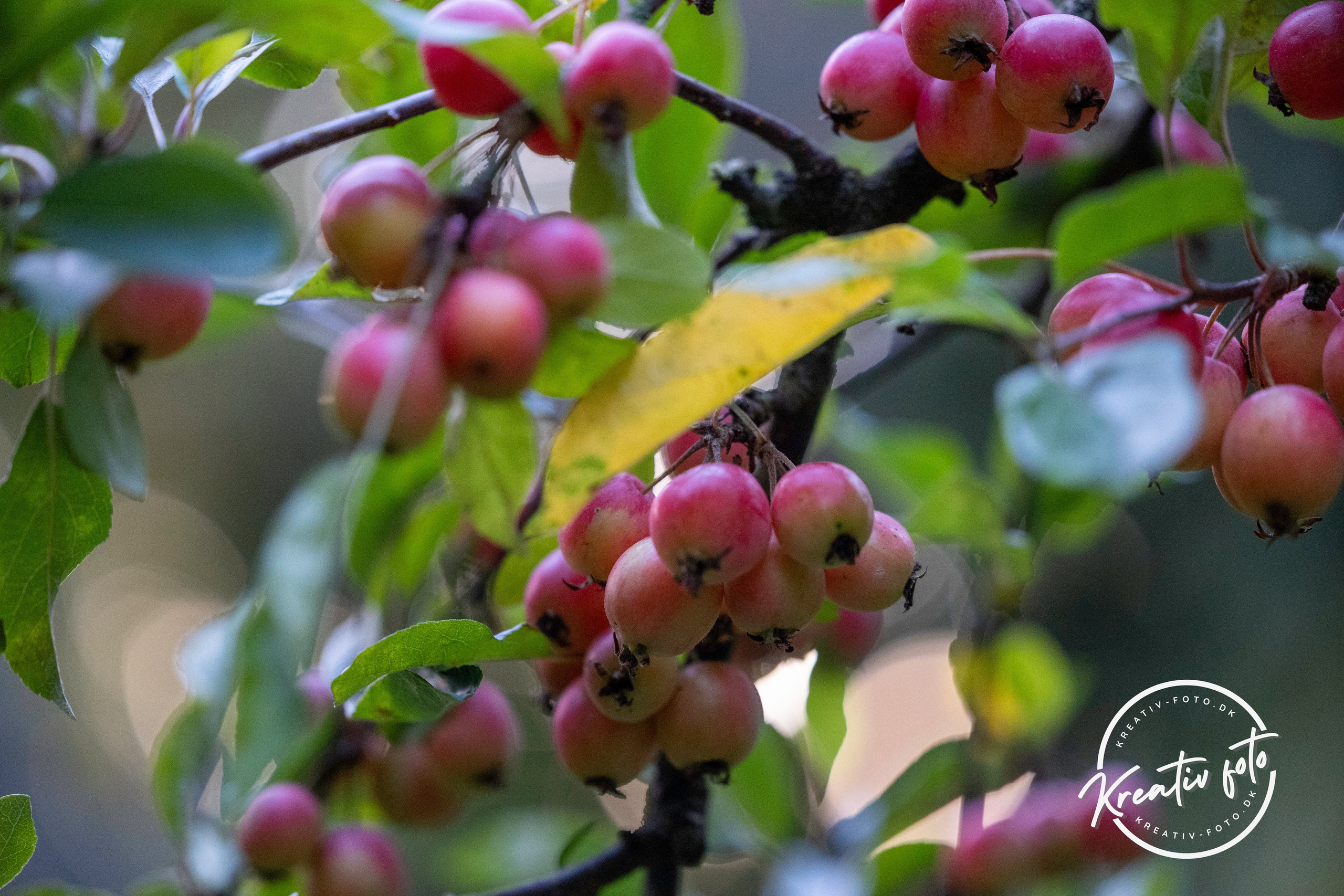 Efterår. Fotograf Aarhus | Portrætfoto Århus | Flotte billeder
