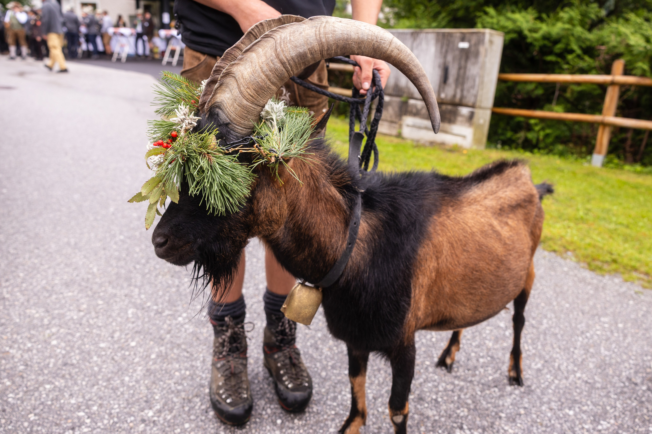 BAUERNHERBST, Dorfgastein, 23.08.2025. Guzel Kolobova| Fotografin| Salzburg