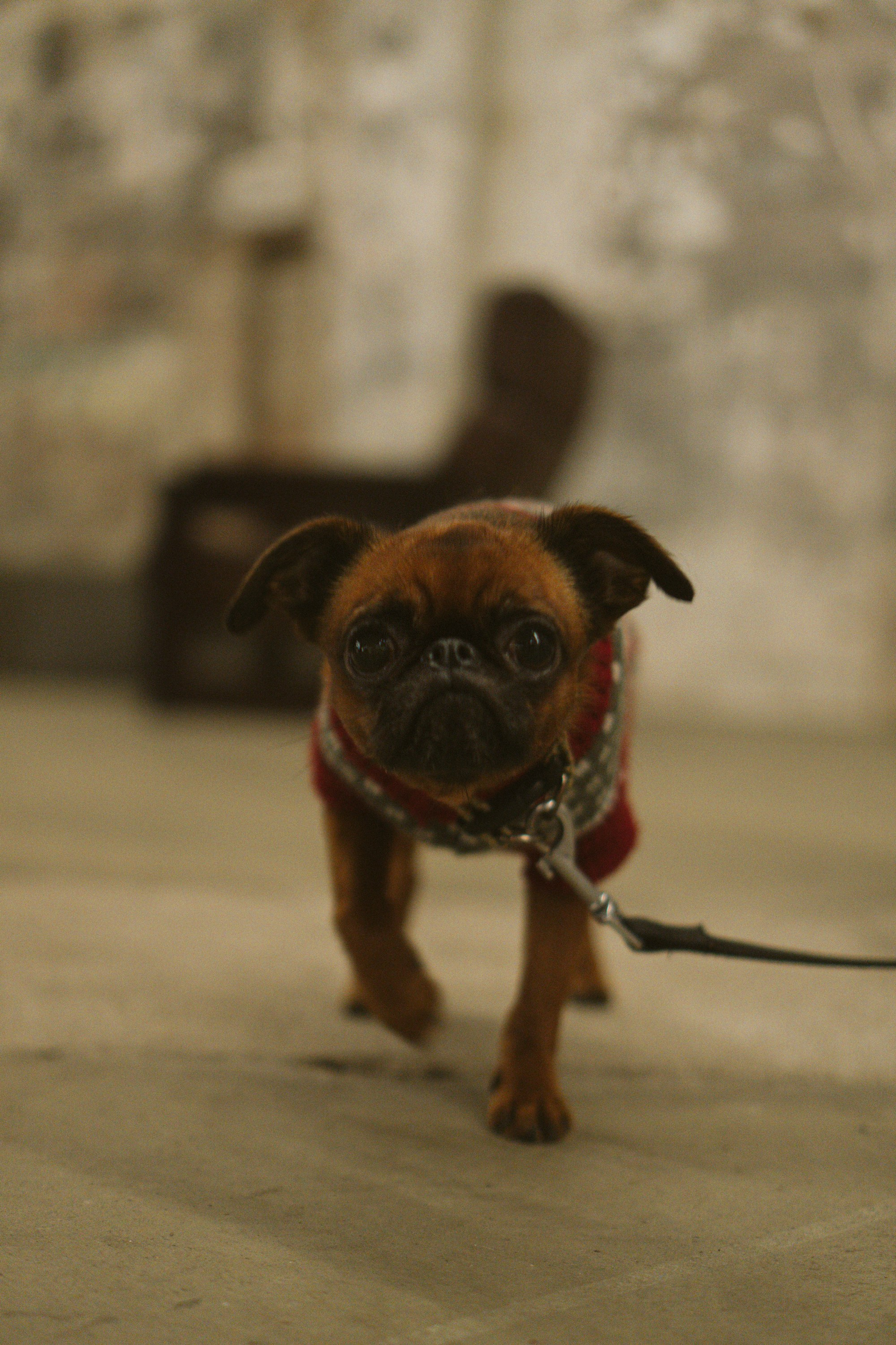 Corgi Fest, Christmas edition. Kat Laisaar — Pet photographer in Tallinn