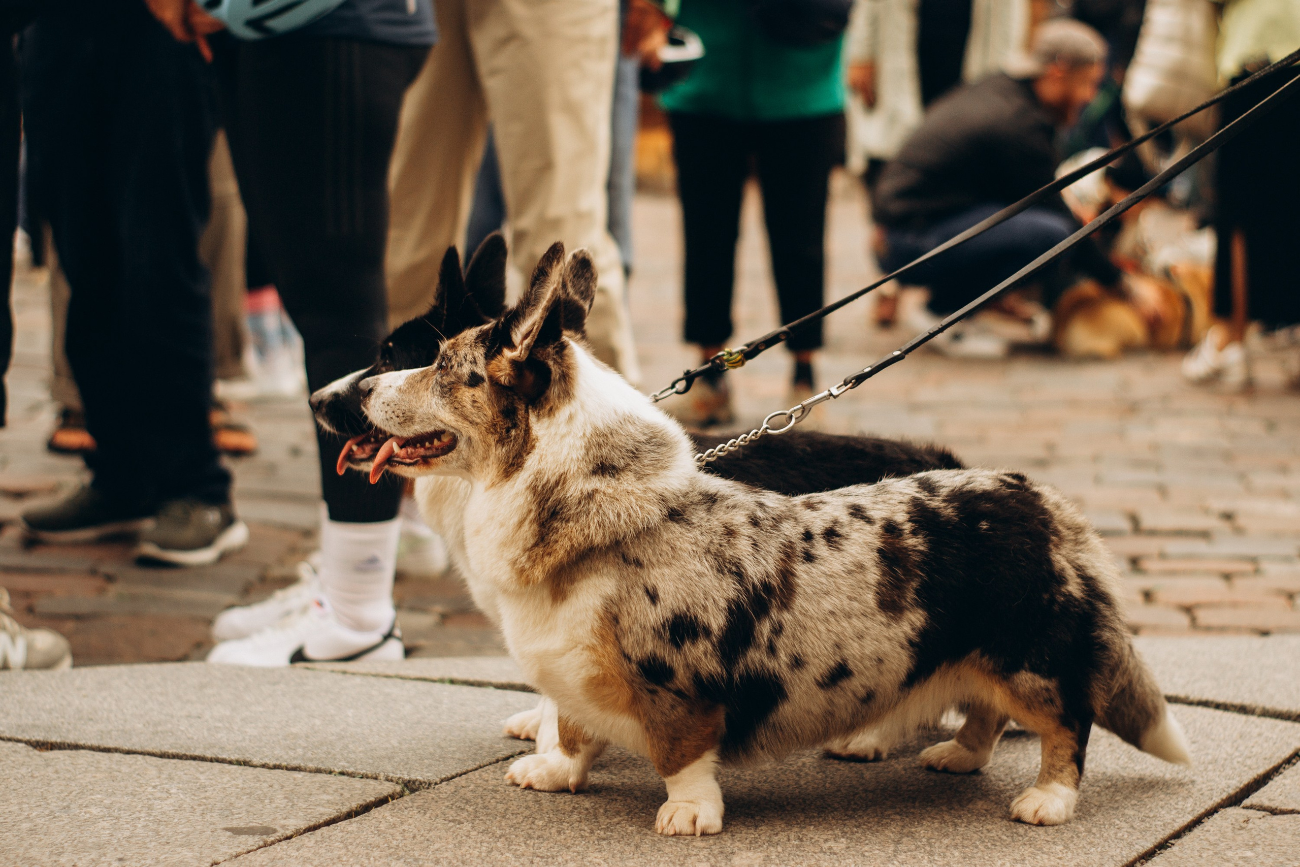 Corgi party, september. Kat Laisaar — Pet photographer in Tallinn