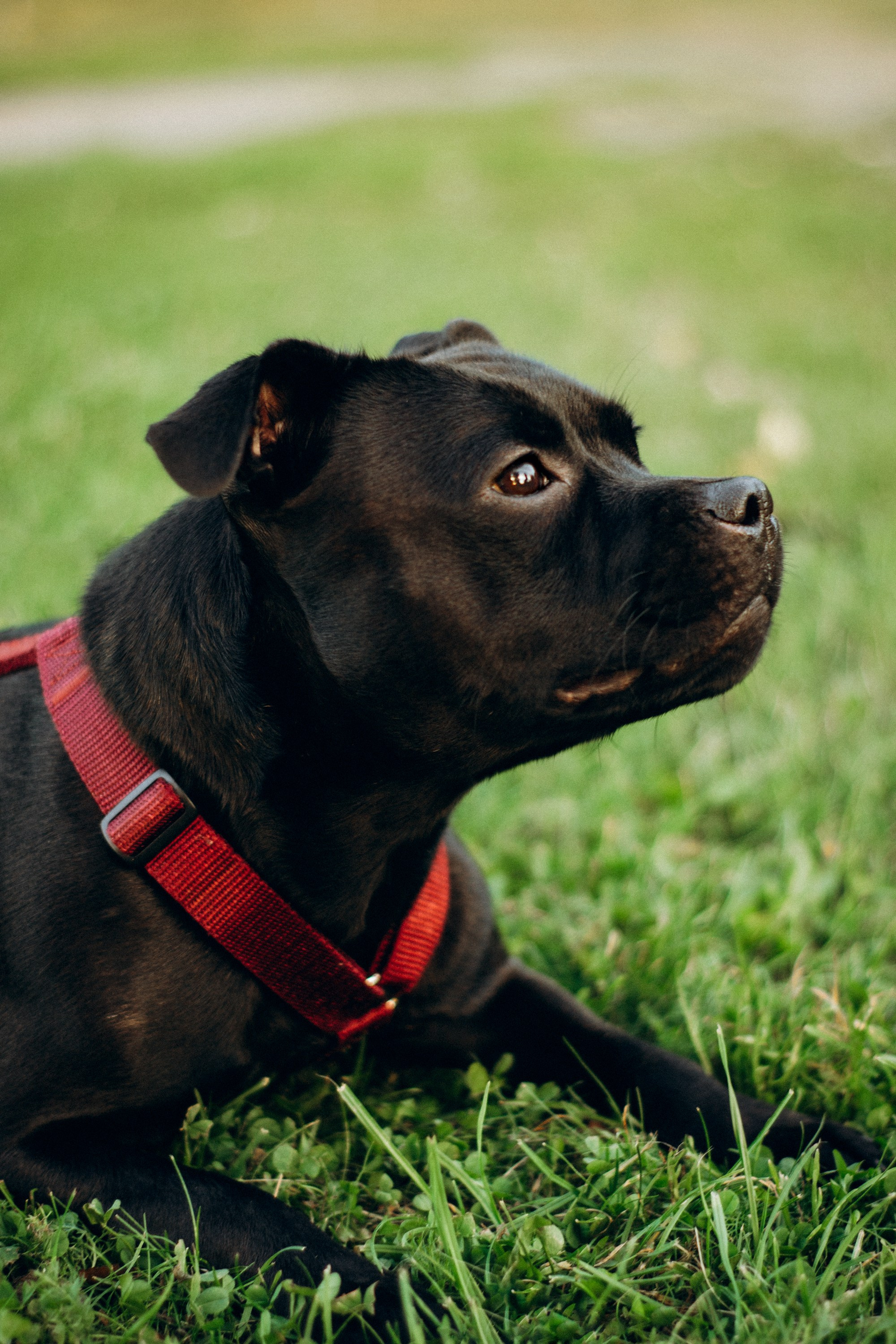 Severa and Barracuda, Staffordshire Bull Terriers. Kat Laisaar — Pet photographer in Tallinn