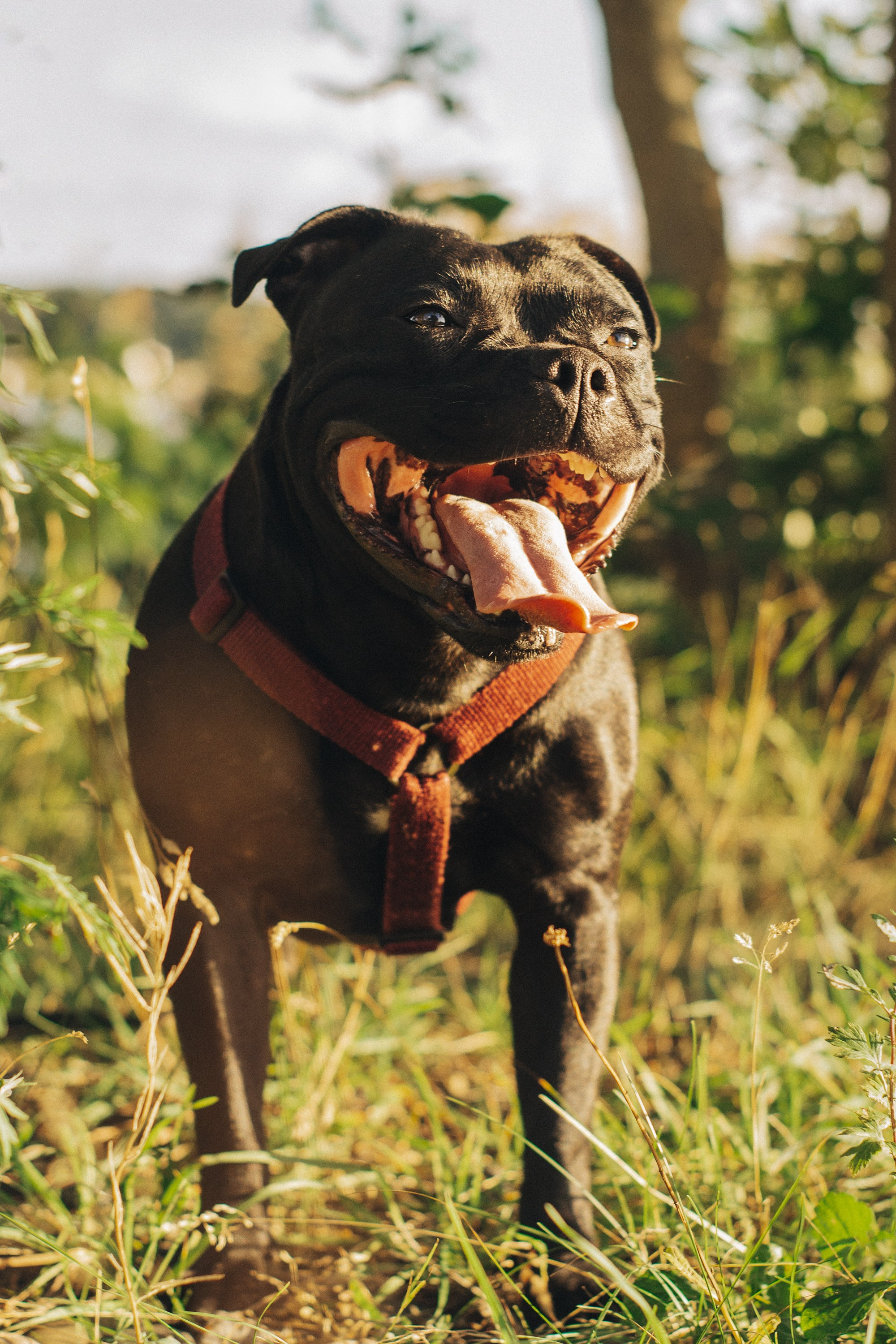 Severa and Barracuda, Staffordshire Bull Terriers. Kat Laisaar — Pet photographer in Tallinn