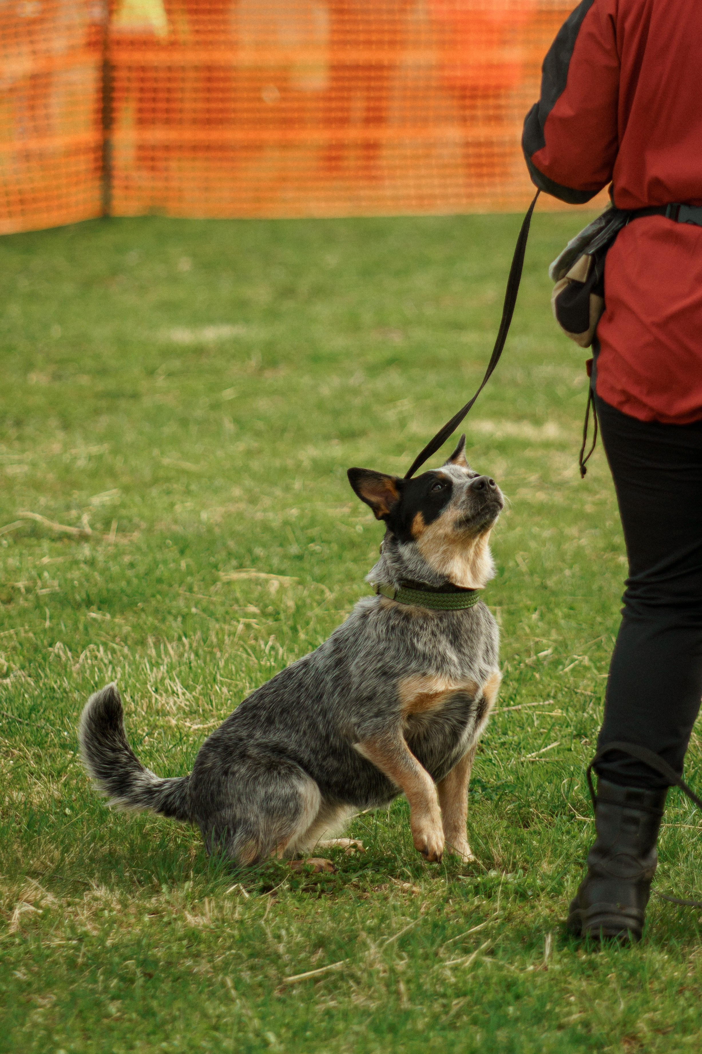 Herding Days, 26 apr. 2025. Kat Laisaar — Pet photographer in Tallinn