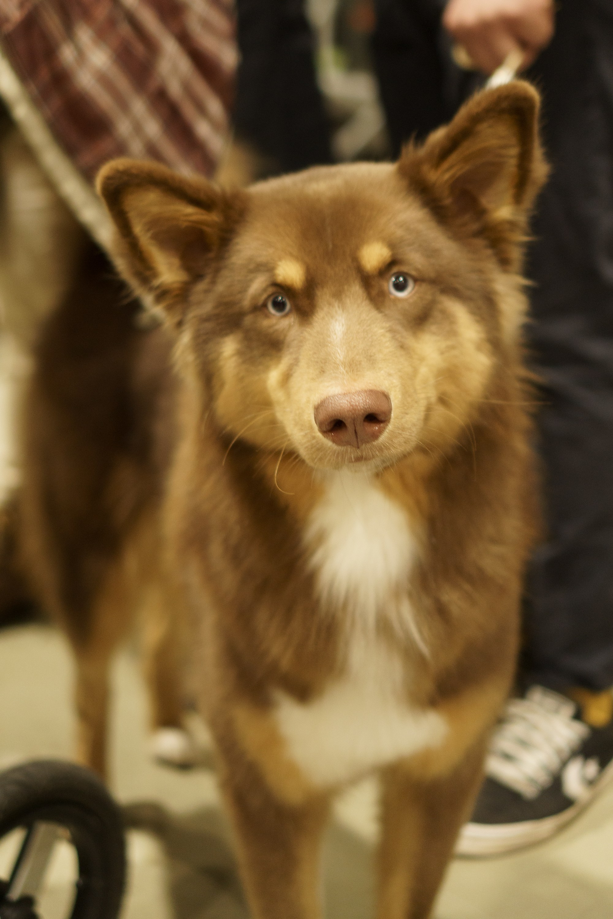 Tartu International Dog Show. Kat Laisaar — Pet photographer in Tallinn
