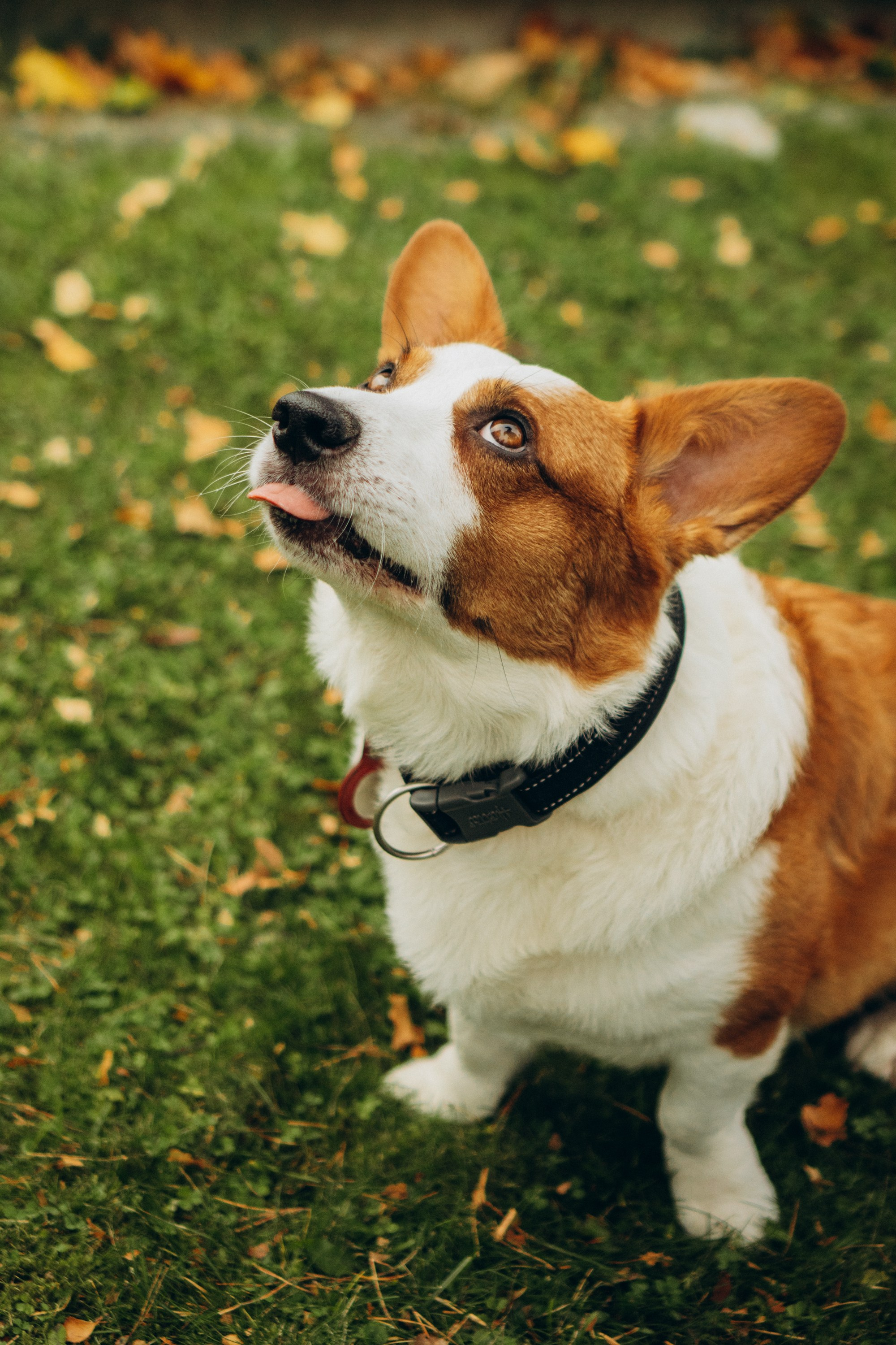 Jelena and her Sandy, Pug and Katja and her Safiir, Cardigan Welsh Corgi. Kat Laisaar — Pet photographer in Tallinn