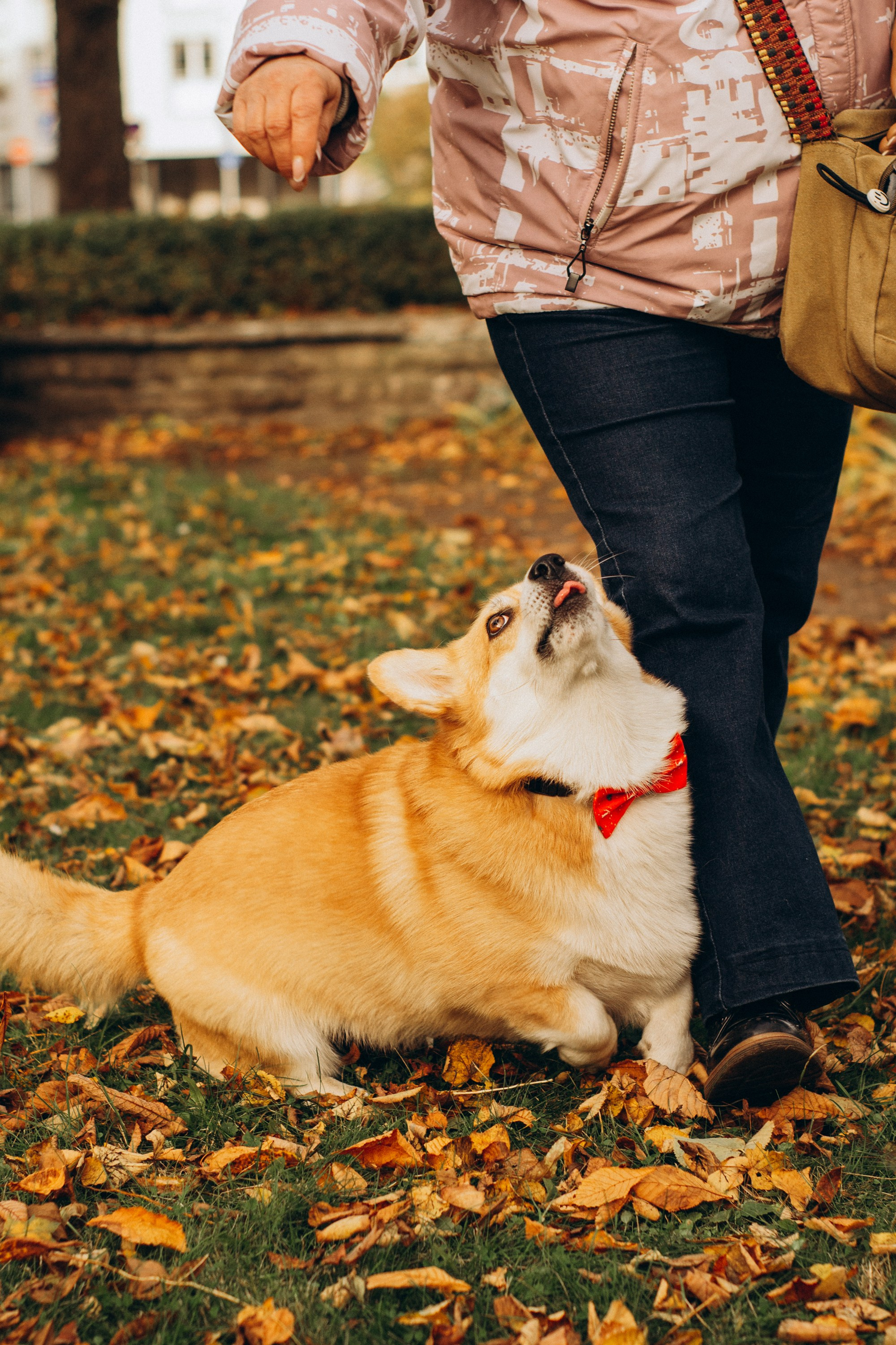 Corgi party, october. Kat Laisaar — Pet photographer in Tallinn