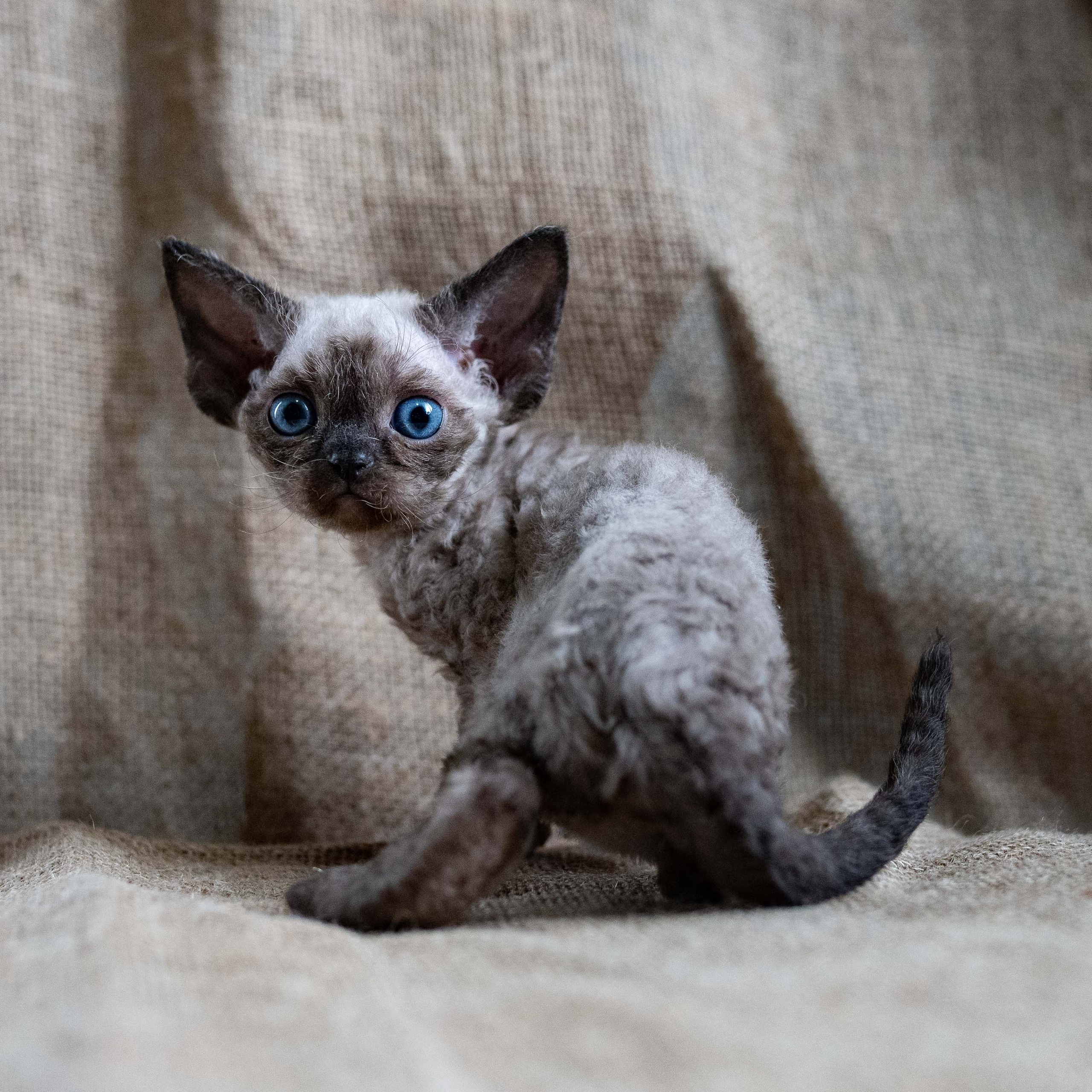 Leo, boy, born 12.20.2025. Devon Rex Pixie Cattery