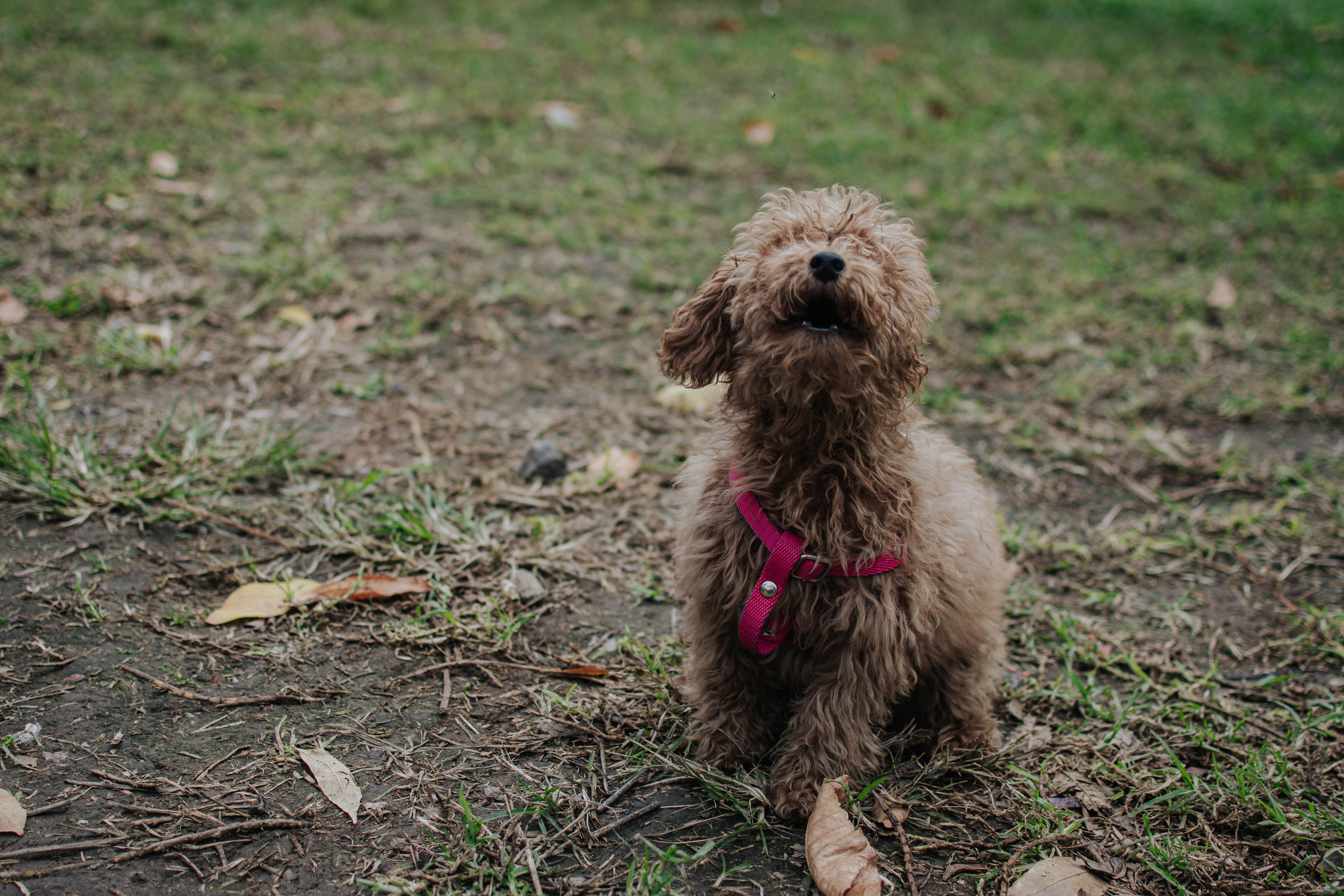 Walking around the home. Buenos Aires. Photography. Photographer @elmirkami in the city of Buenos Aires