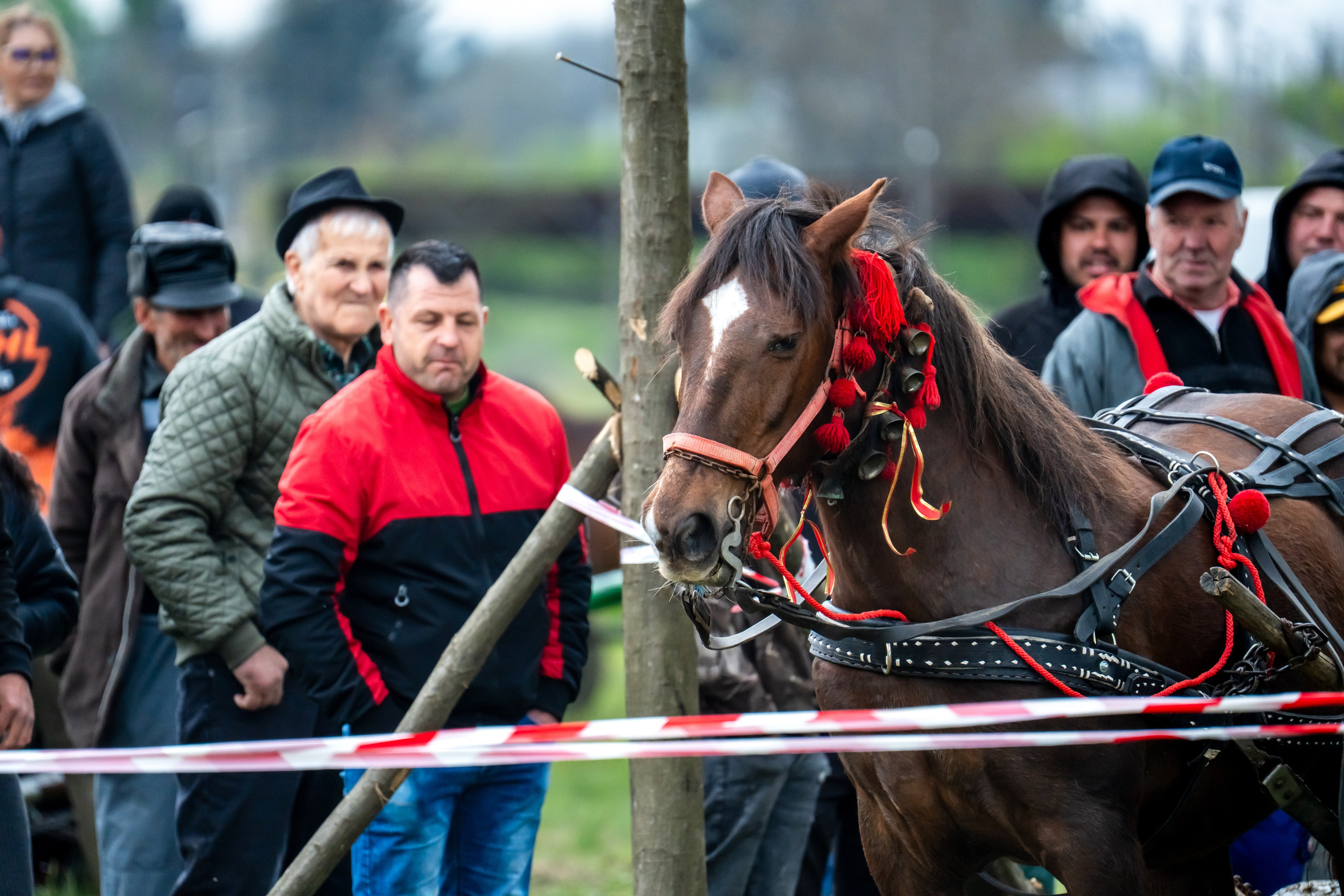 Concurs Ecvestru Vărbilău ediția a 4-a. Mihai Alexandra Events