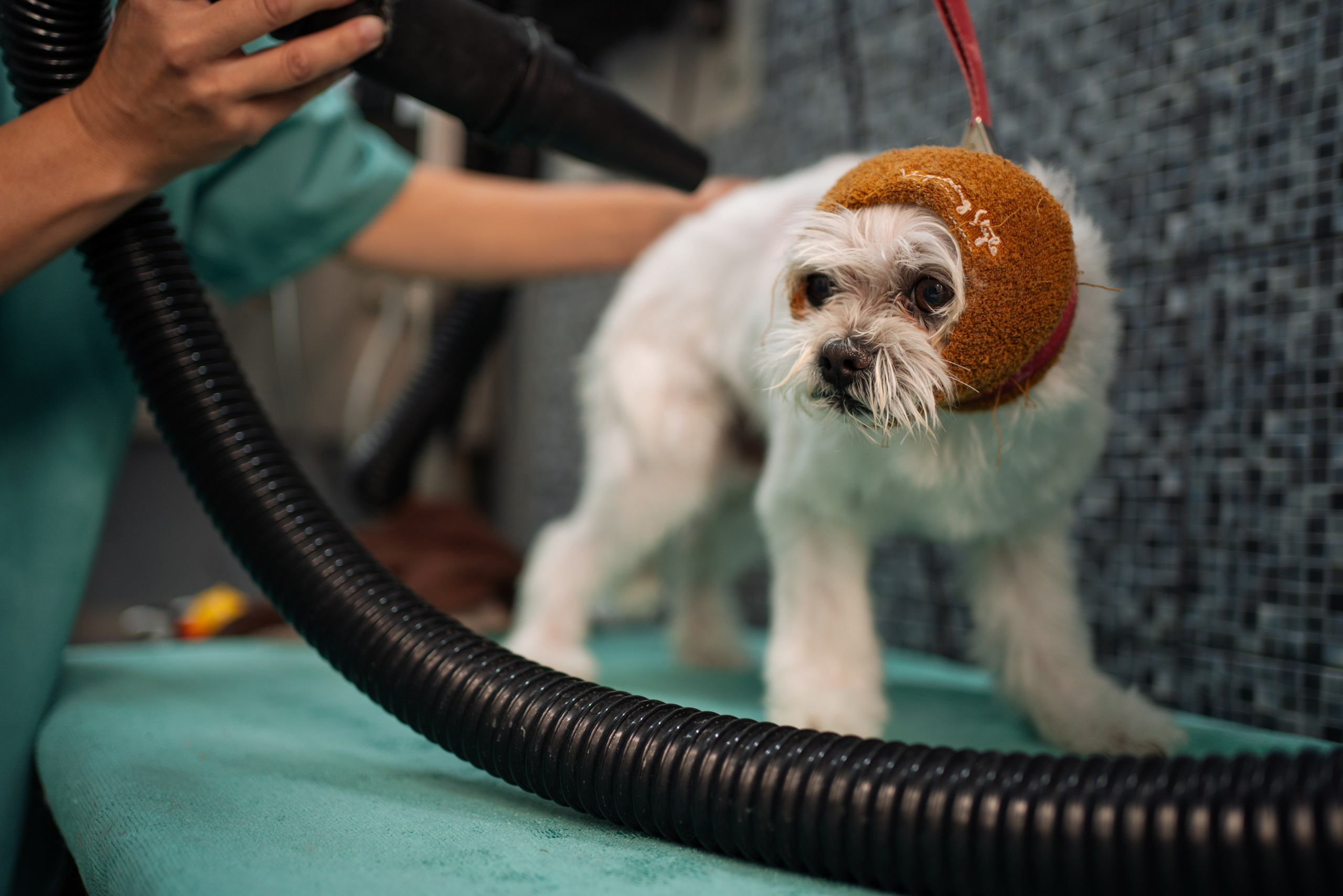 PetGroom Timisoara. Cozac Cristian Photographer