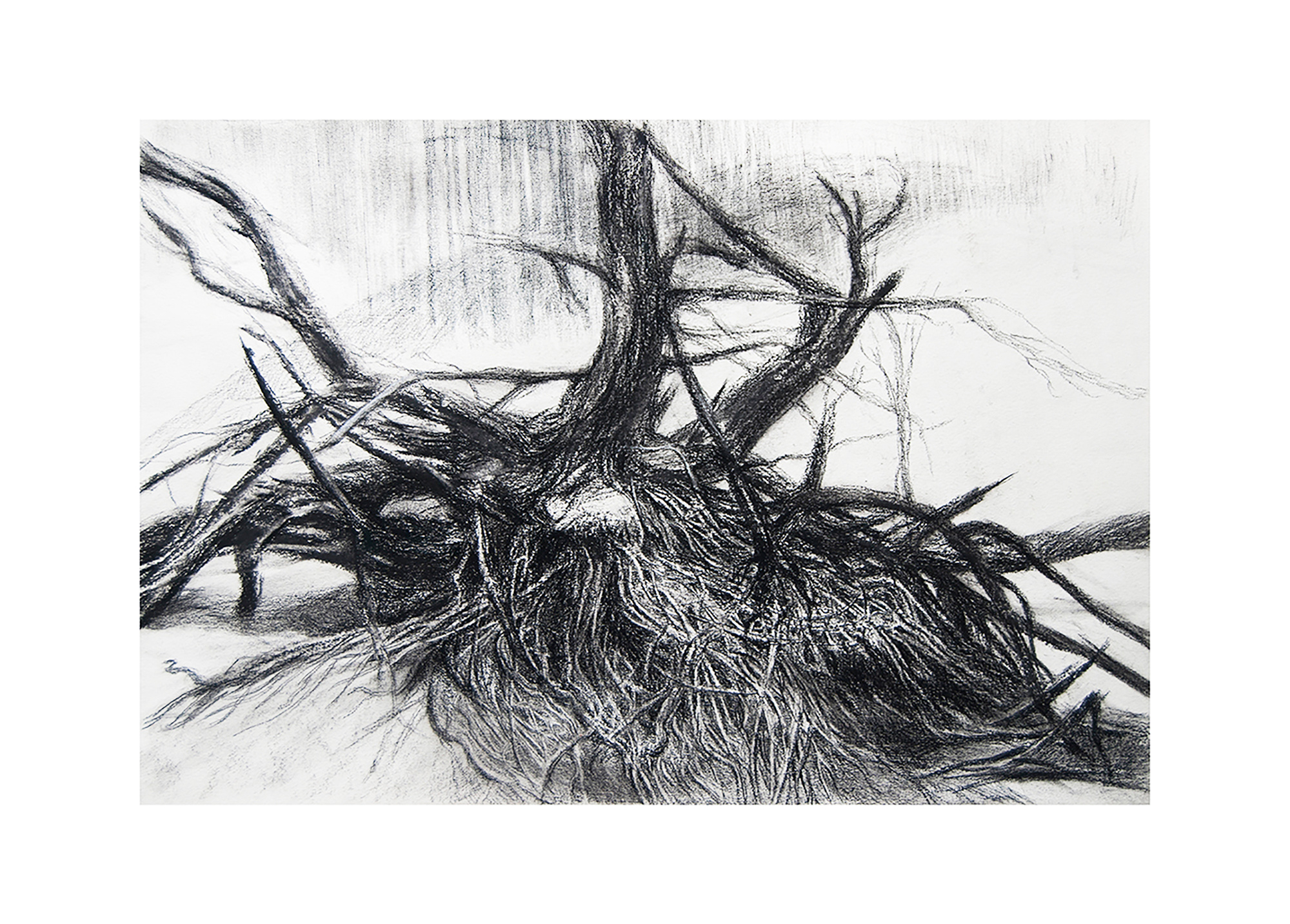 Charcoal. 42 х 29, 1/1, 2016