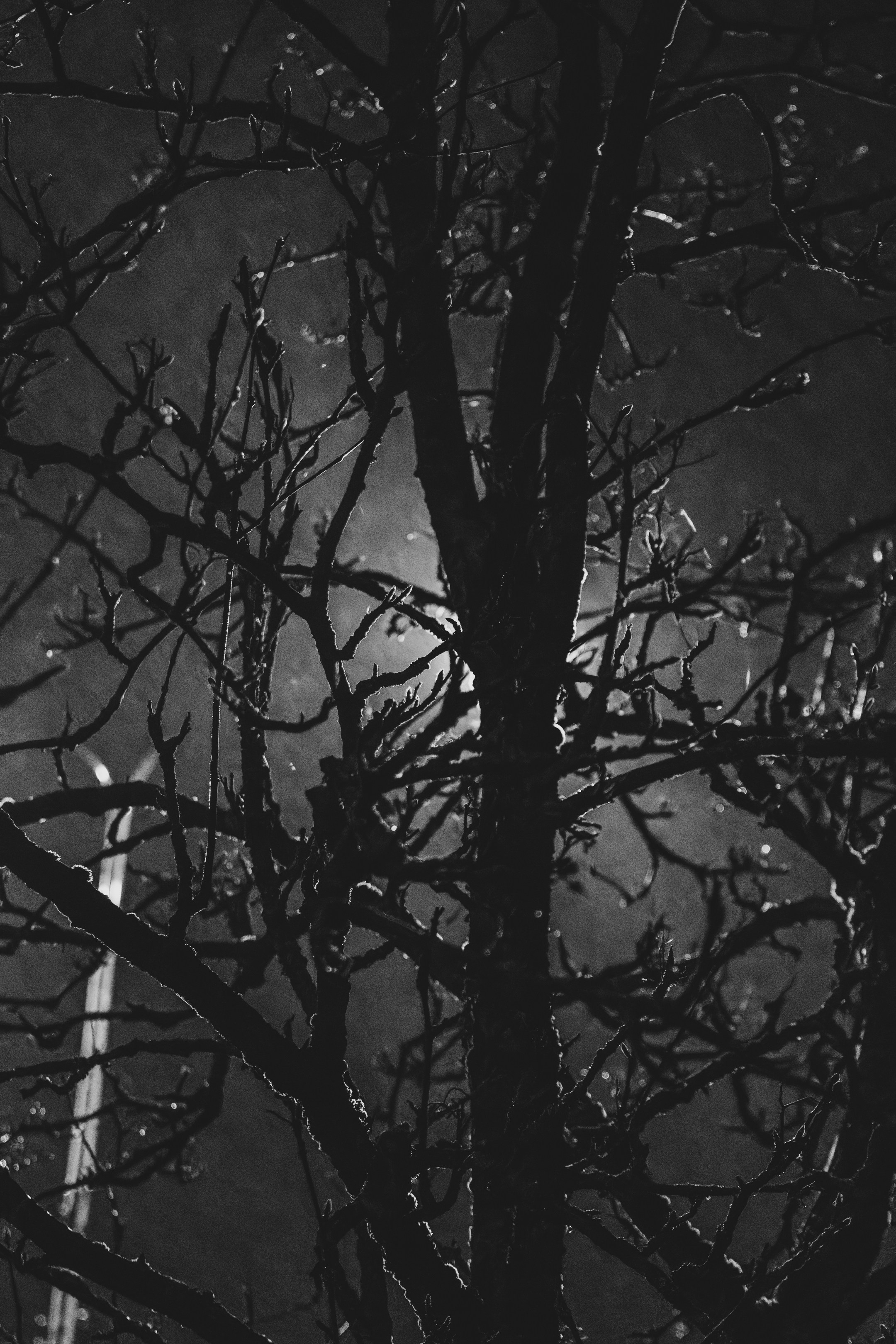 Eelmine öö. Nebula 25 — Fotod teie hingele