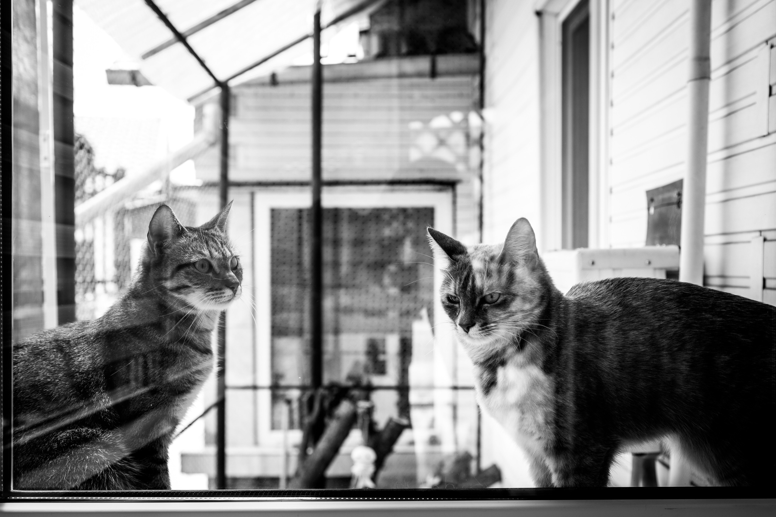 Wedding. Alin Doana Visual Art