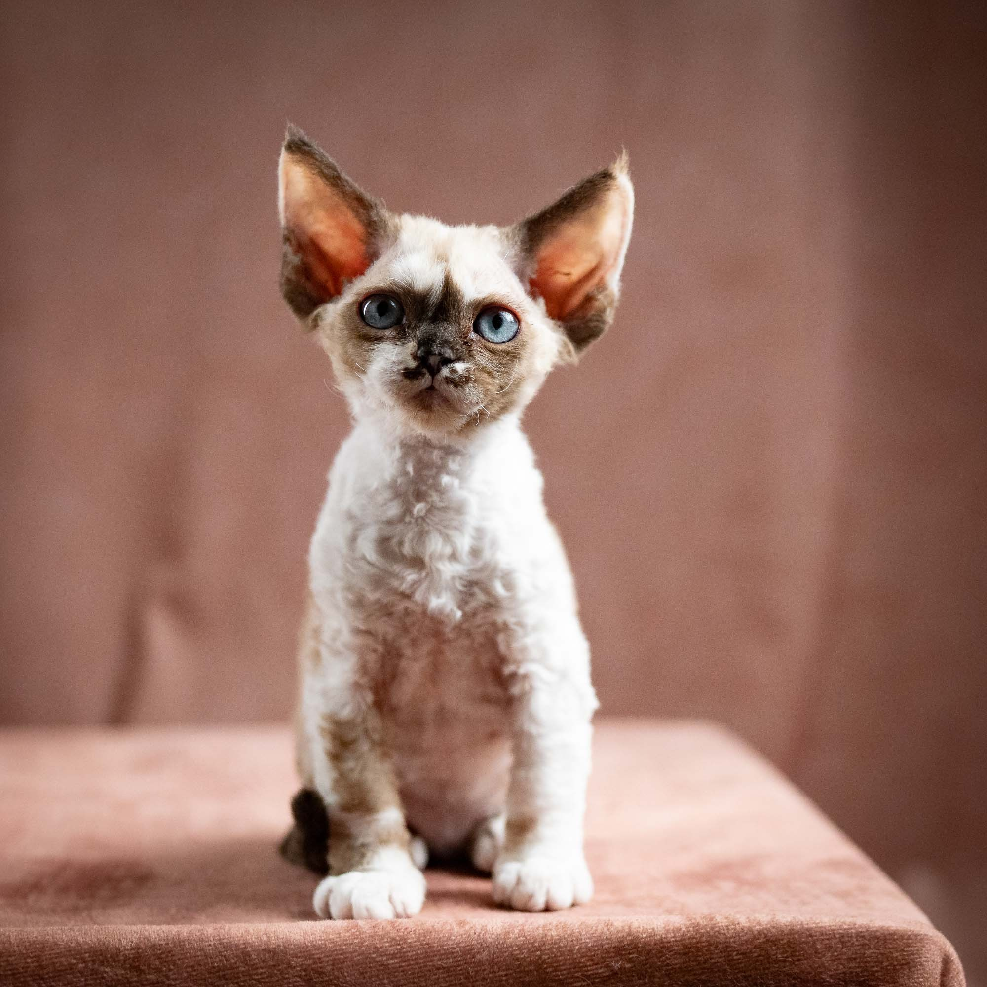 Thalia, girl, born 01.17.26. Devon Rex Pixie Cattery