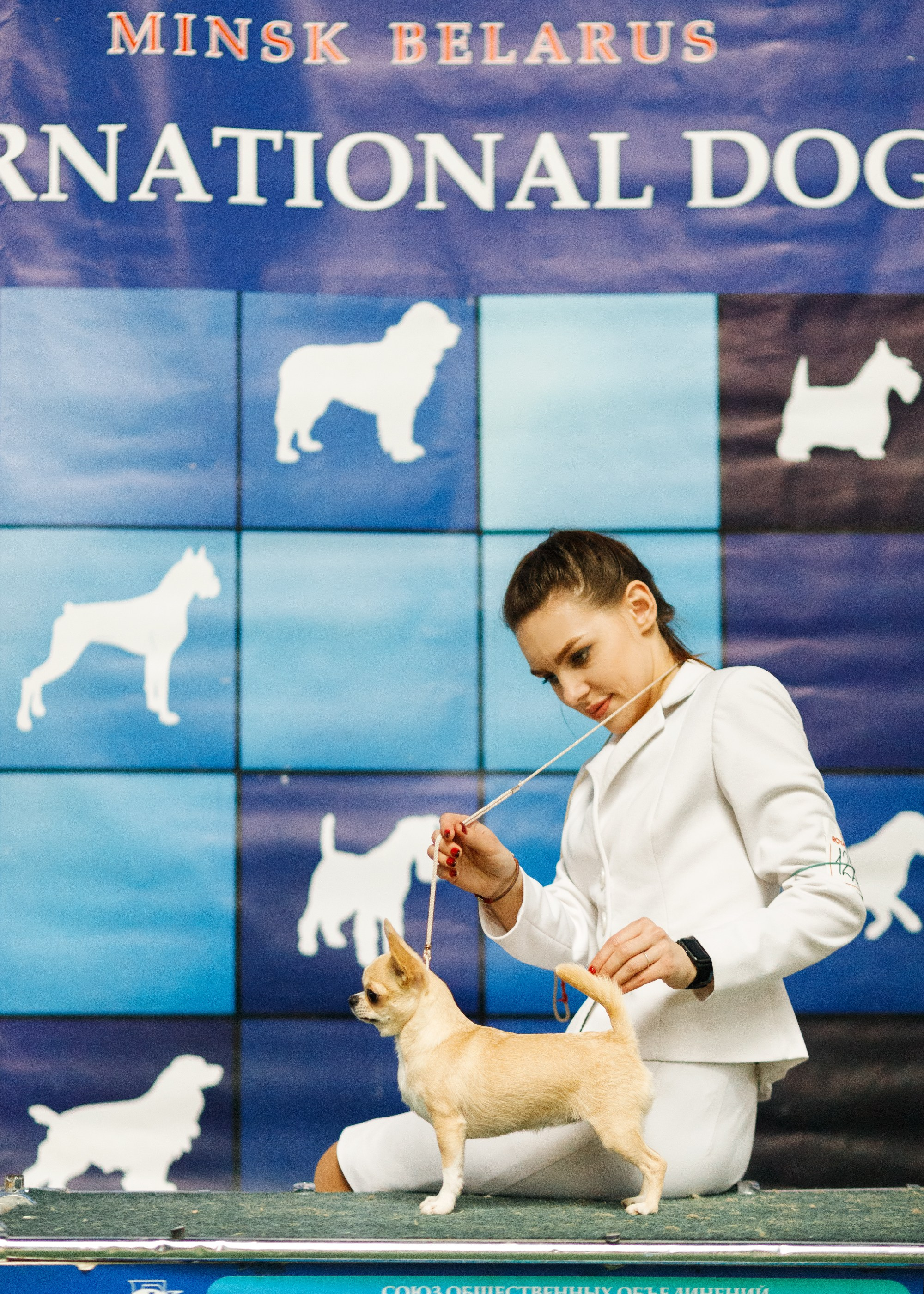 Dog shows | the best ones. Kaja | fotograf psów we Wrocławiu