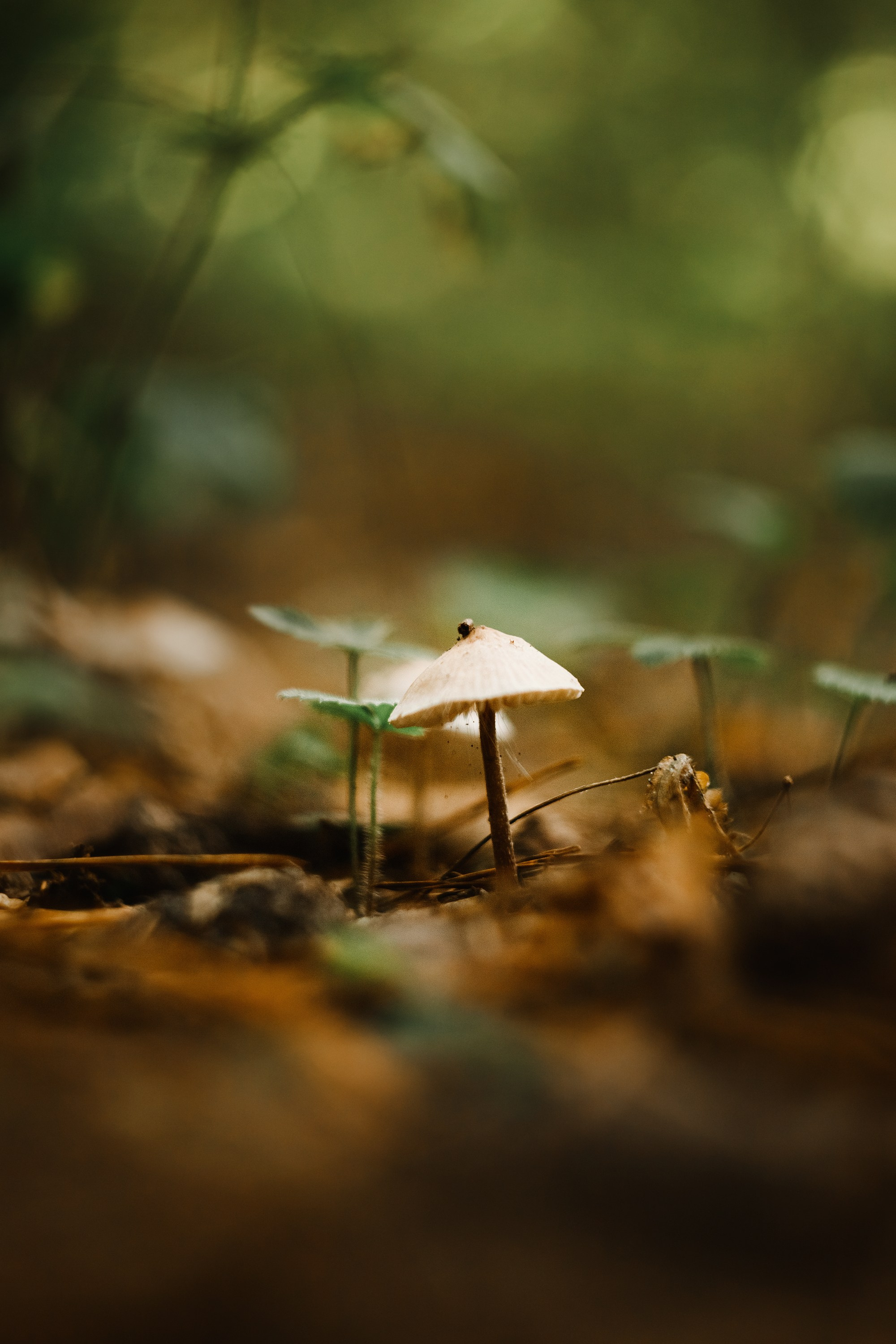 Grodno. Kaja | fotograf we Wrocławiu | ludzie i psy