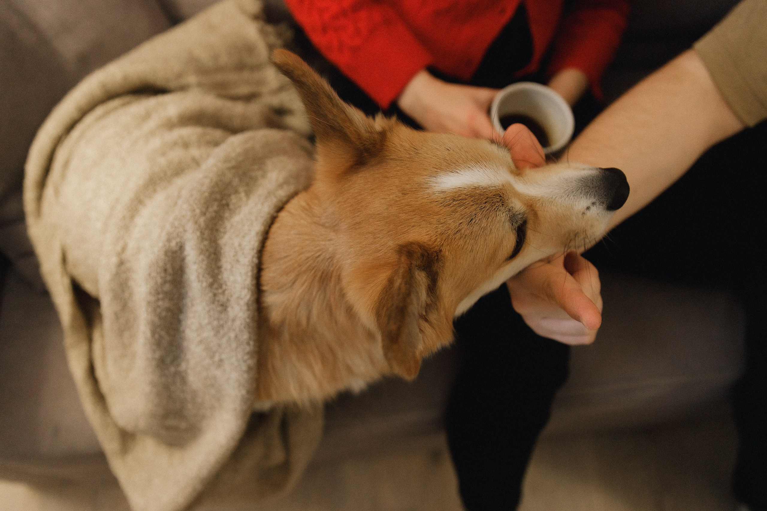 Dasha & Daisy. Kaja | fotograf psów we Wrocławiu