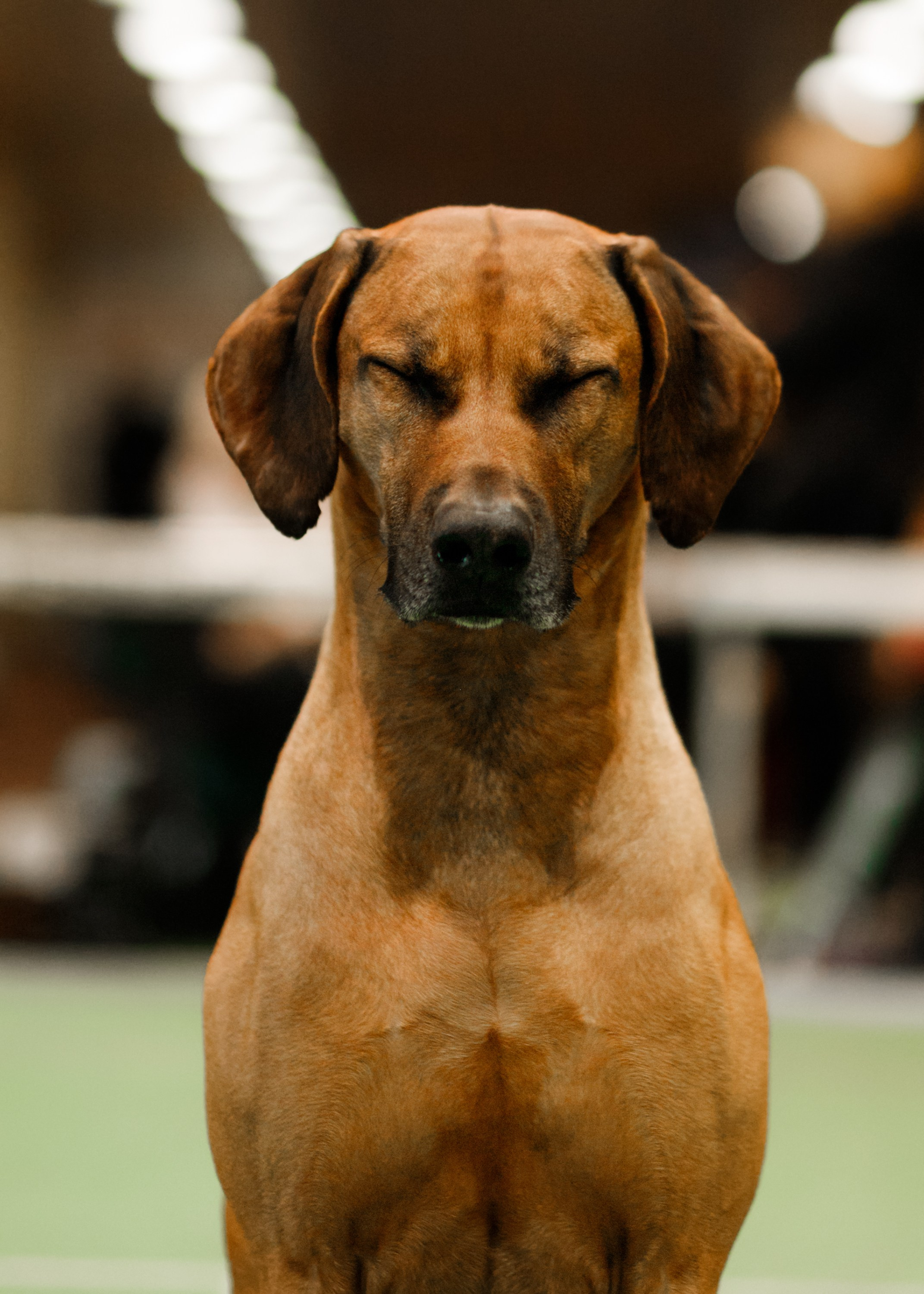 Dog shows | the best ones. Kaja | fotograf psów we Wrocławiu