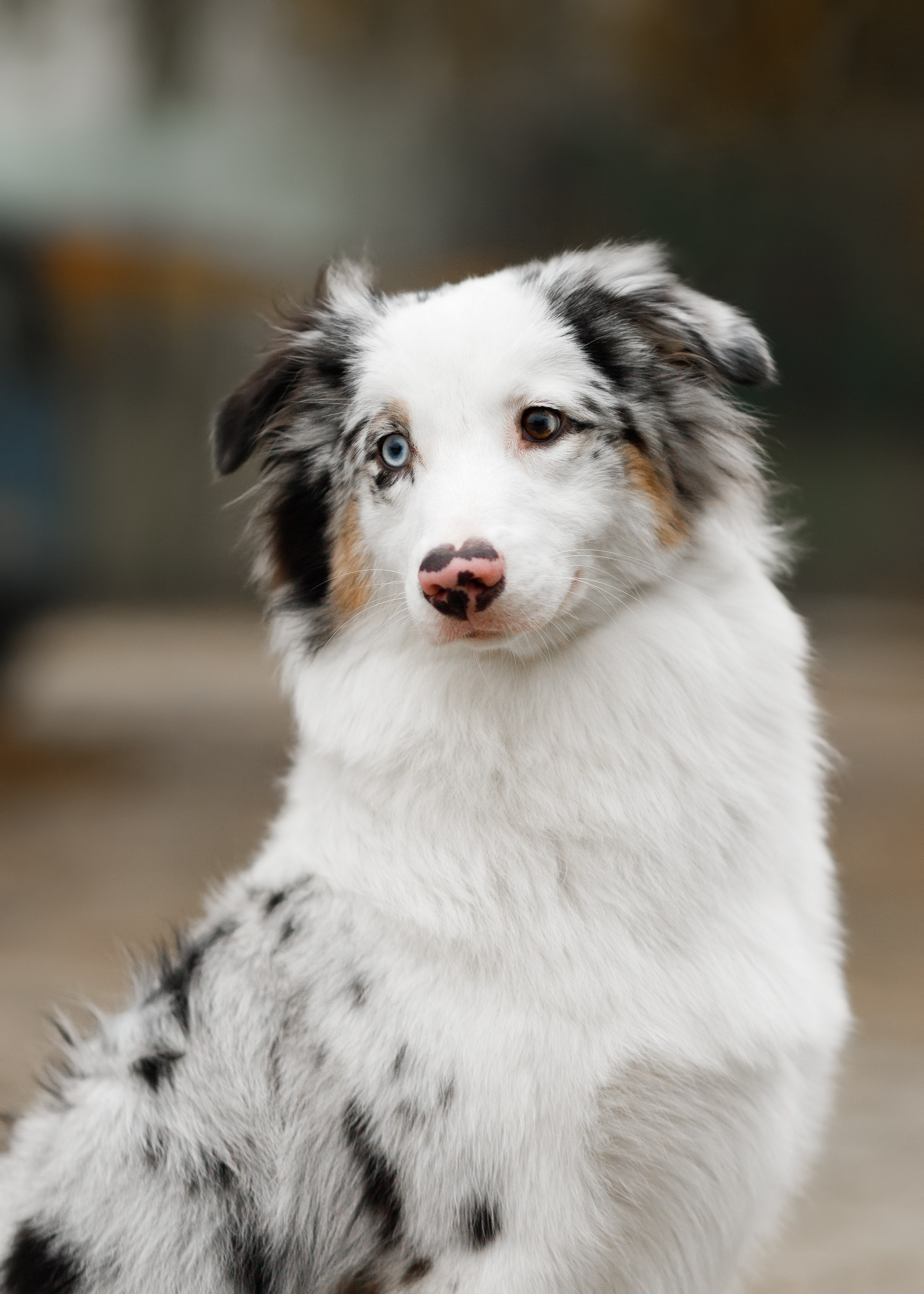 Dog shows | the best ones. Kaja | fotograf psów we Wrocławiu