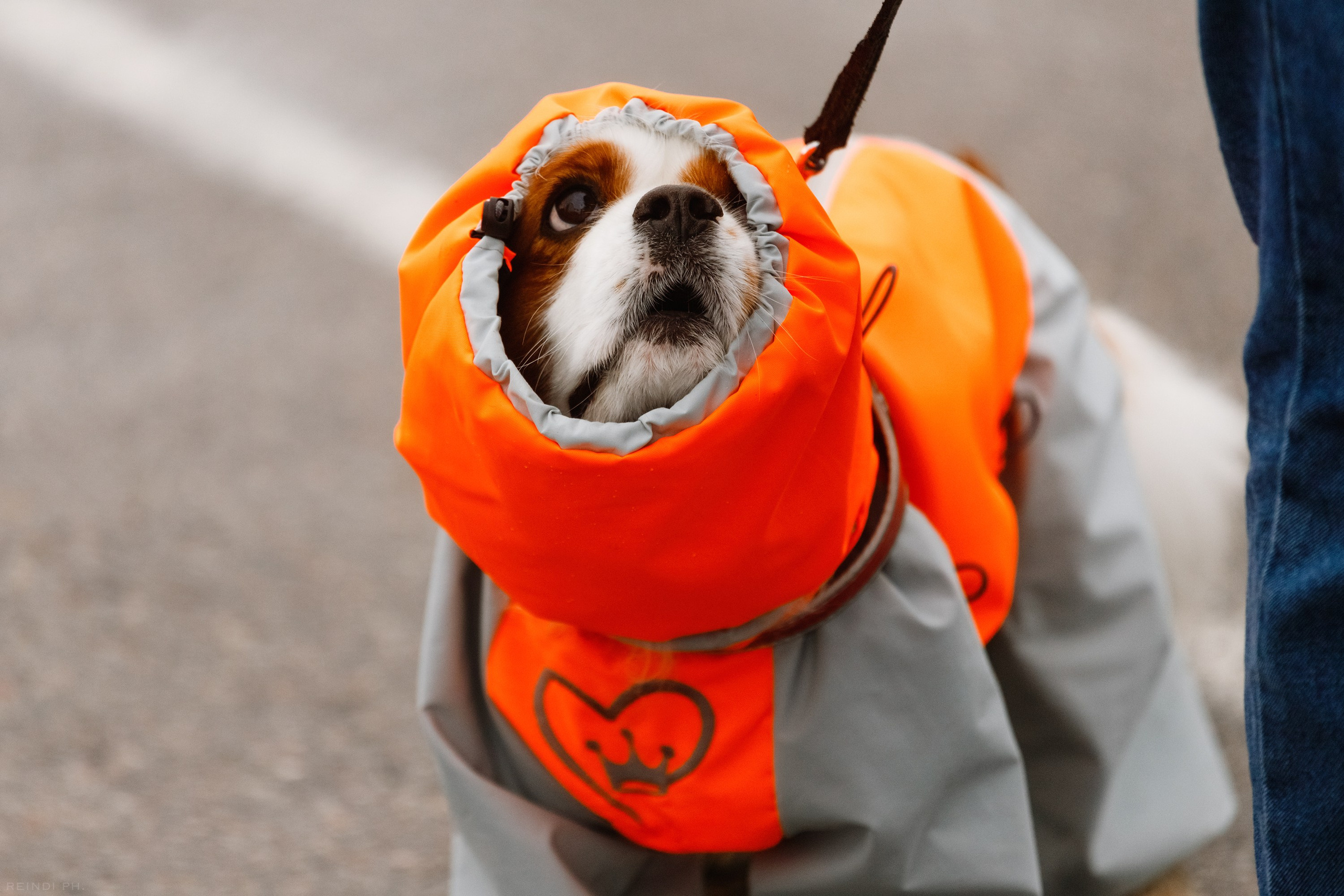 Rainy dog show in Grodno. Kaja | fotograf we Wrocławiu | ludzie i psy