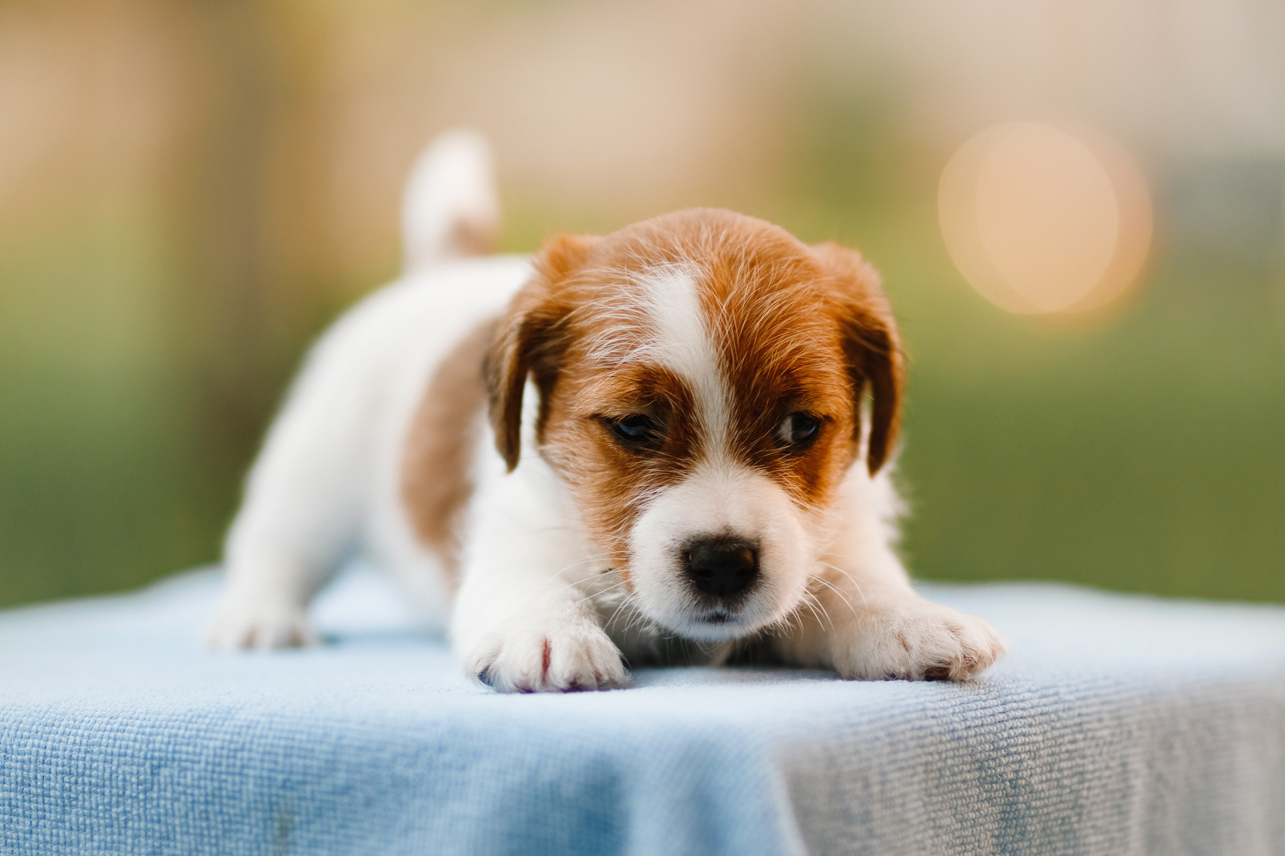 Jack russel puppies. Kaja | fotograf we Wrocławiu | ludzie i psy