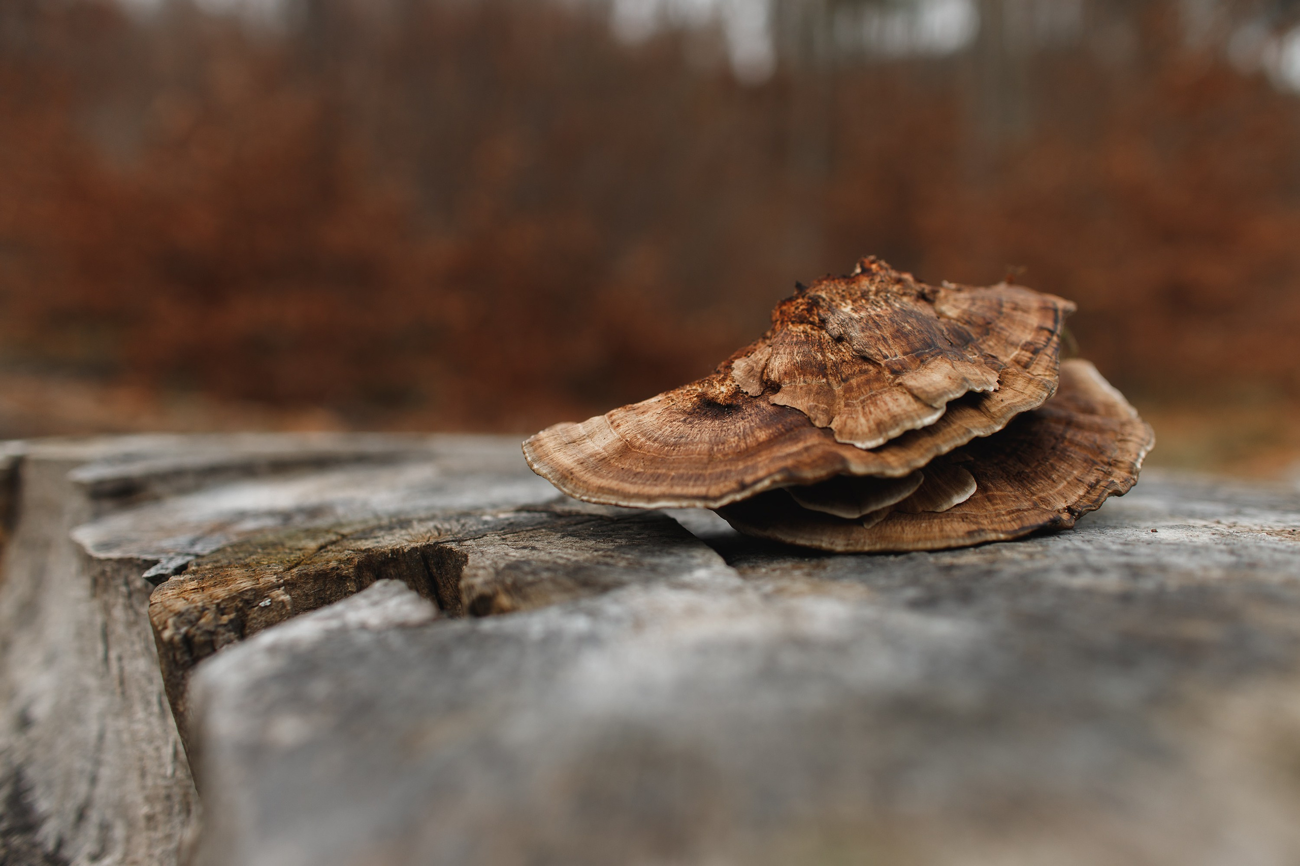 Sowie góry. Kaja | fotograf we Wrocławiu | ludzie i psy