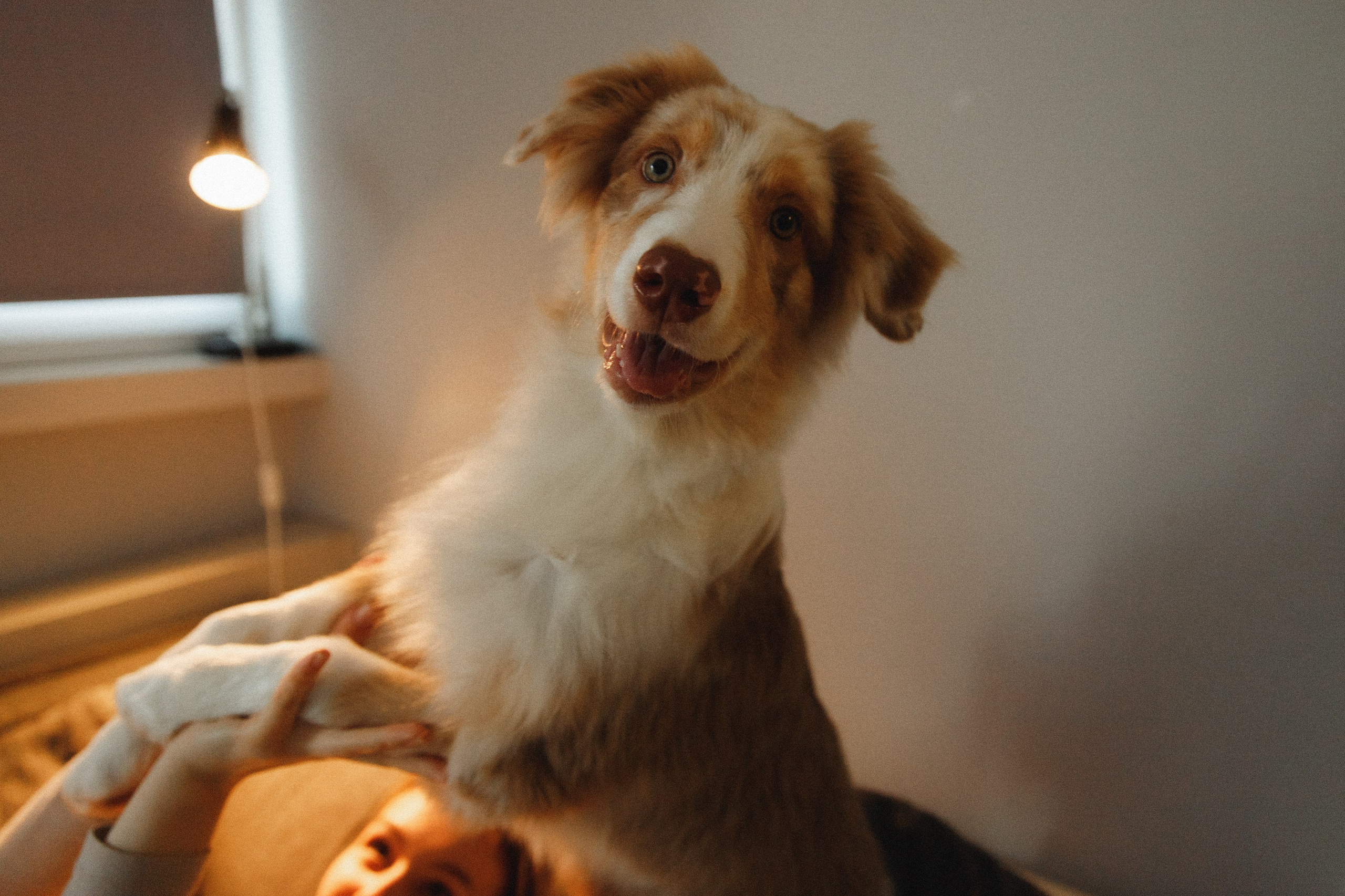 Fotografia psów Wrocław. Kaja | fotograf we Wrocławiu | ludzie i psy