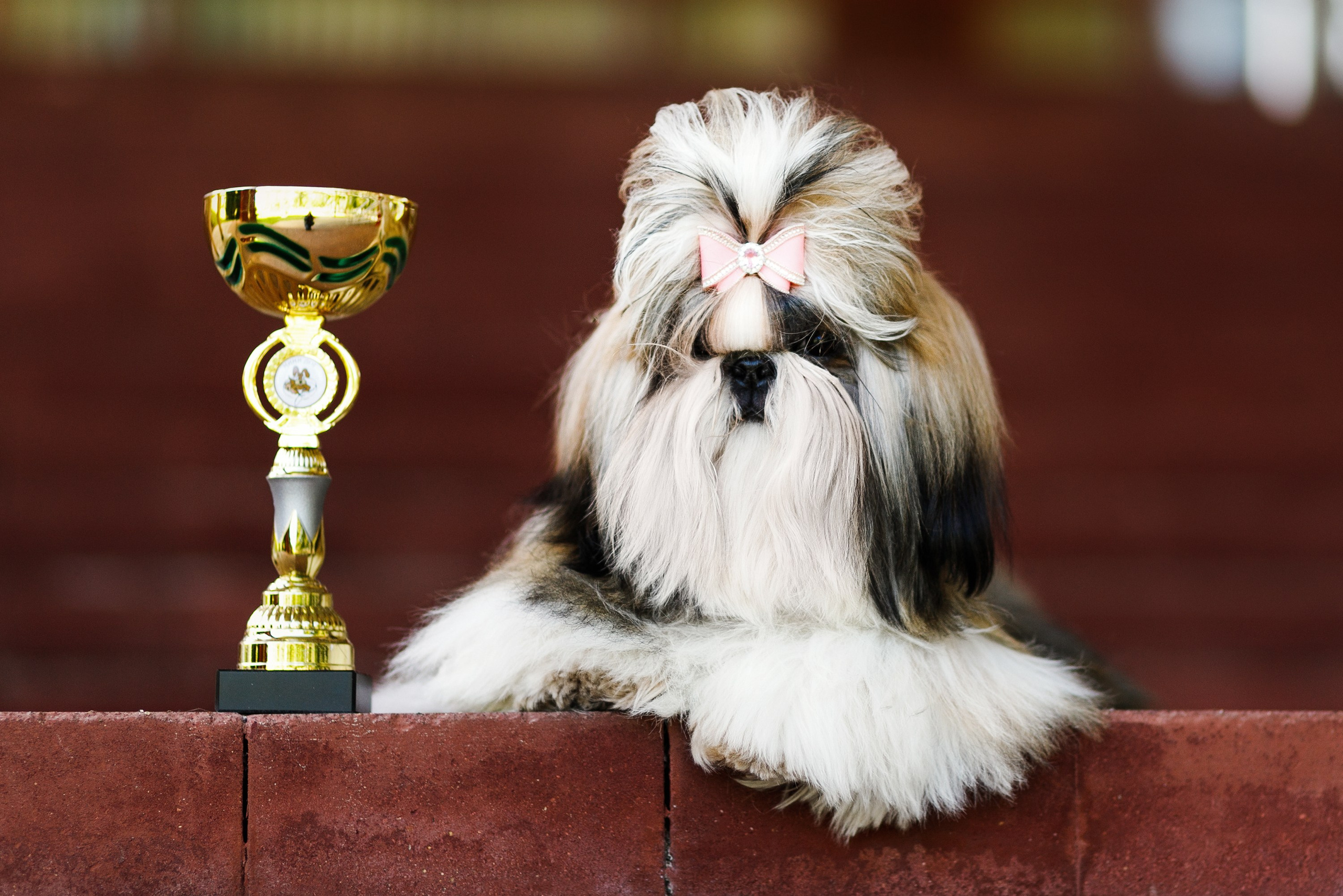 Dog shows | the best ones. Kaja | fotograf psów we Wrocławiu