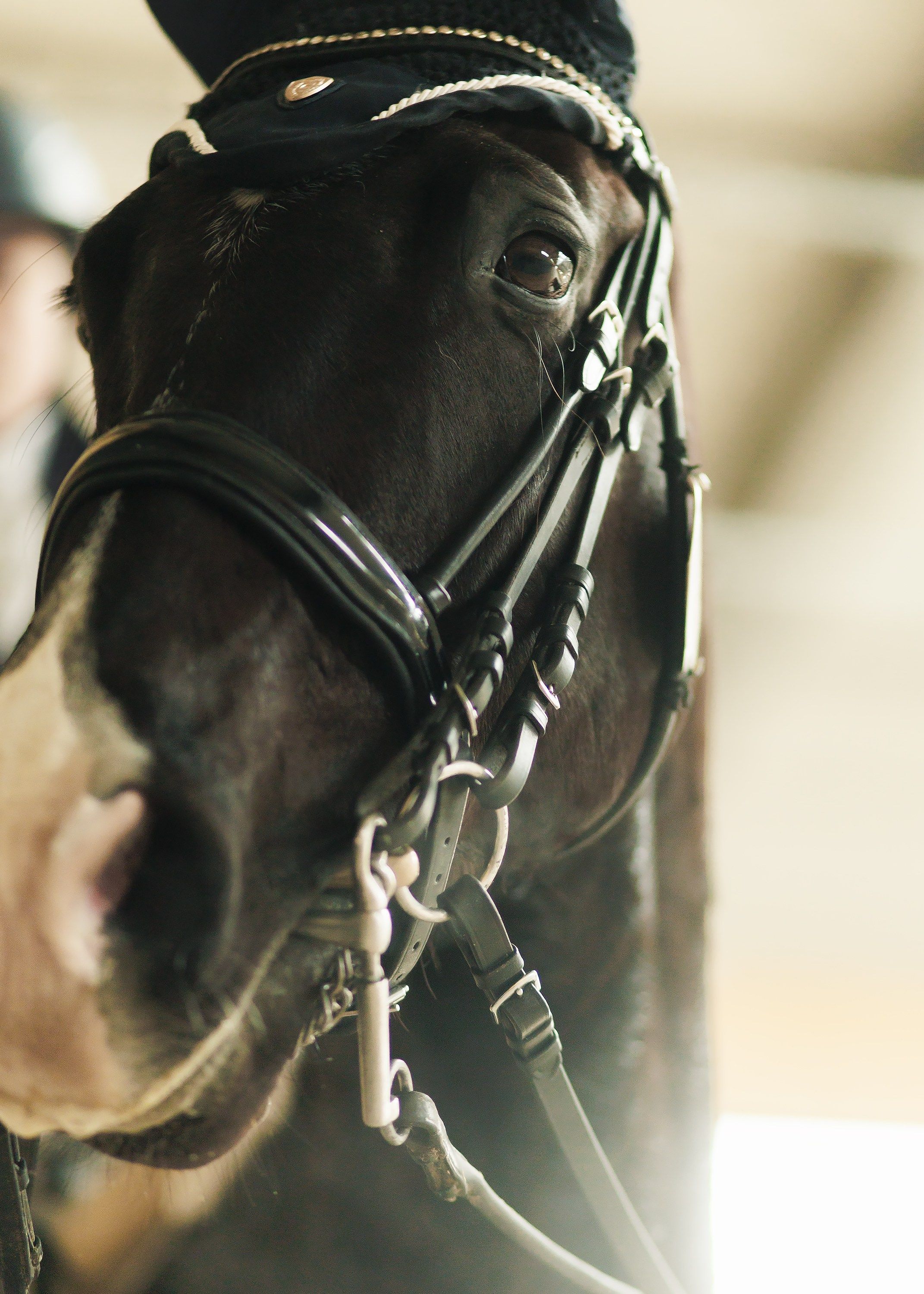 Fotografia koni Wrocław \ ujeżdżenie, Partynice. Kaja | fotograf we Wrocławiu | ludzie i psy