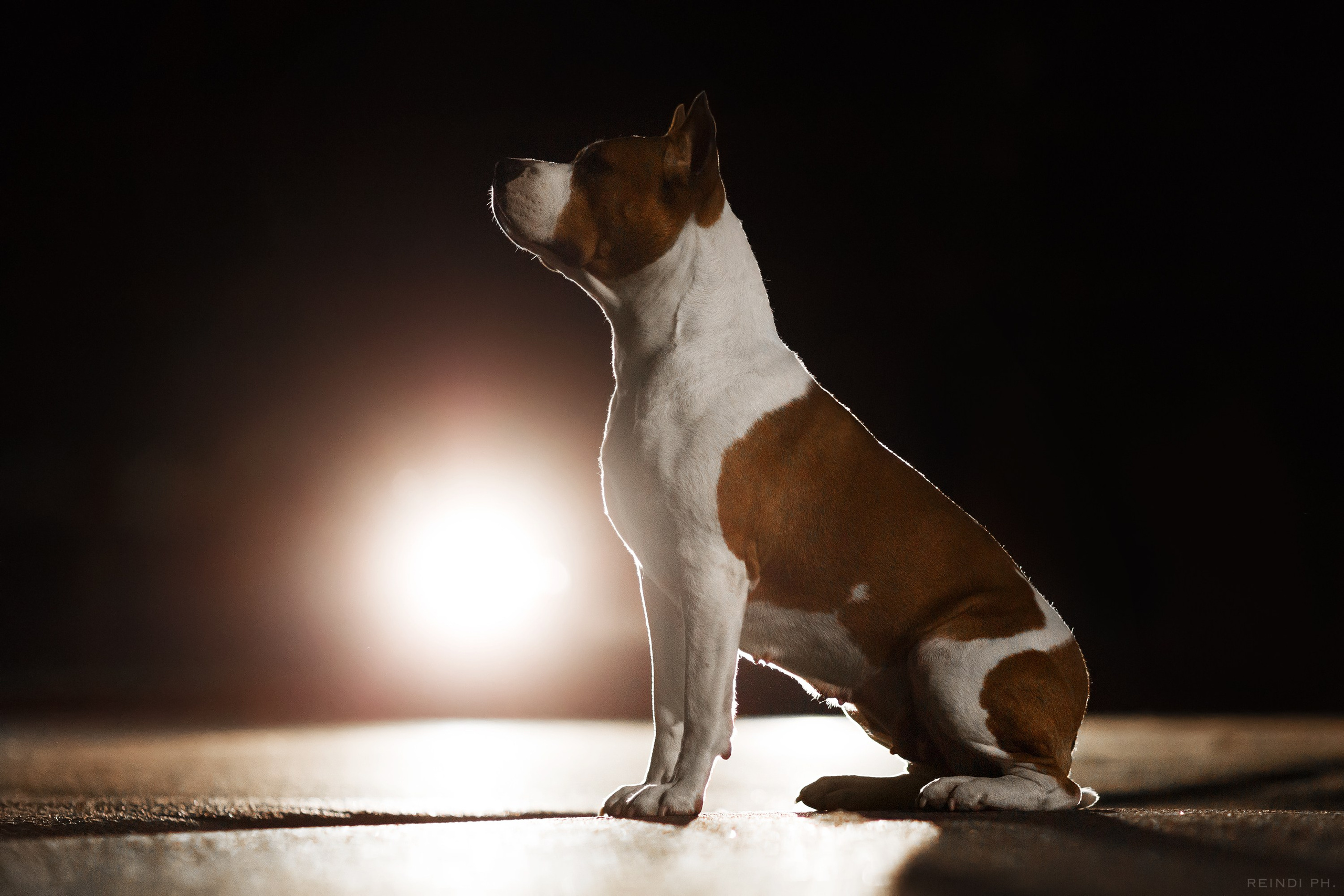 Yura & Maggie. Kaja | fotograf we Wrocławiu | ludzie i psy