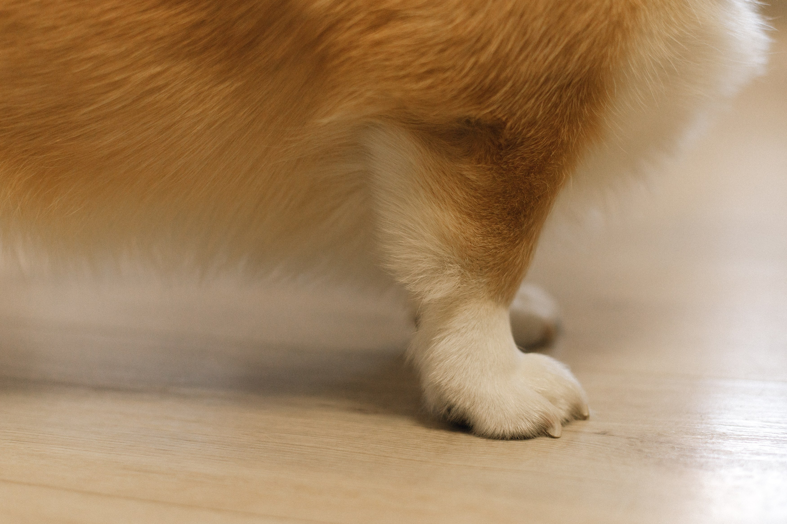 Dasha & Daisy. Kaja | fotograf psów we Wrocławiu