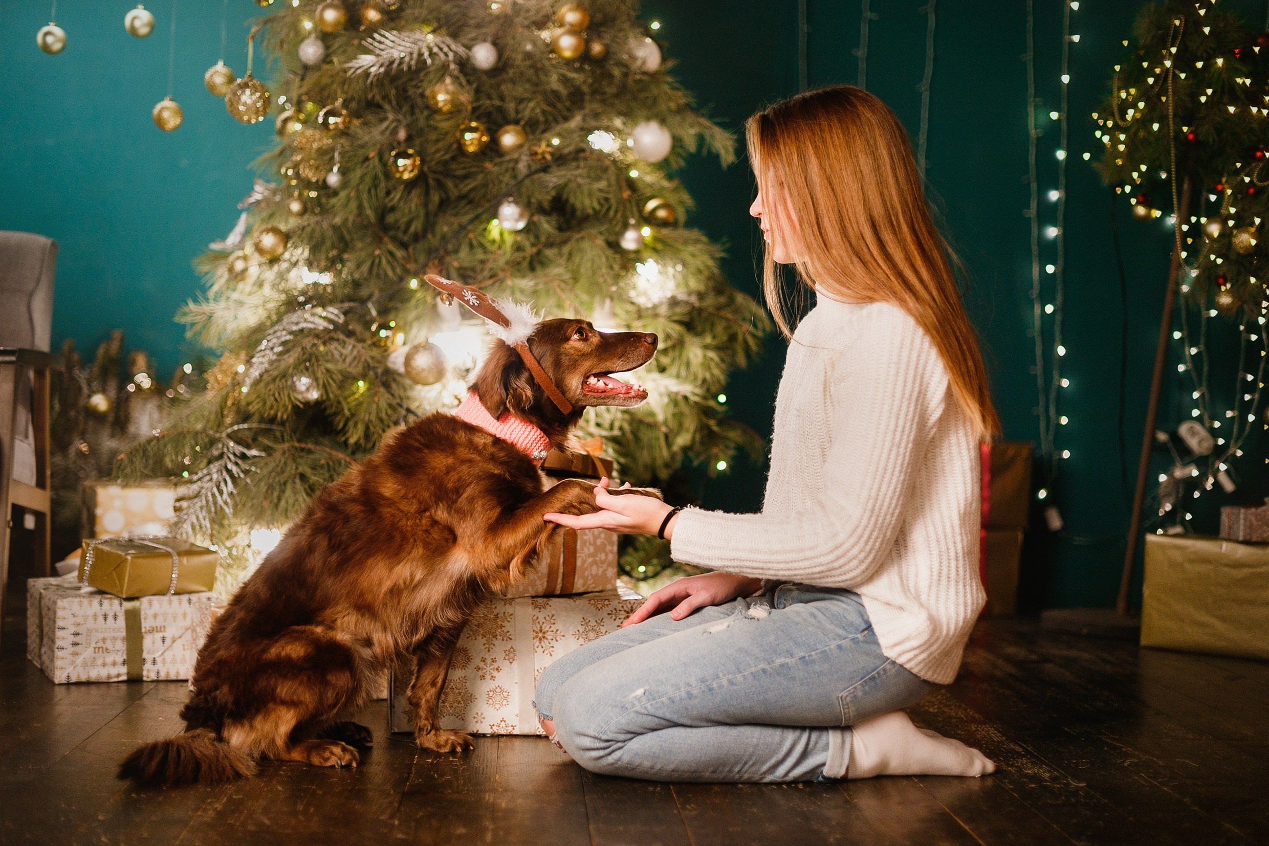 Lana, Edgar and Mucha | new year studio. Kaja | fotograf psów we Wrocławiu
