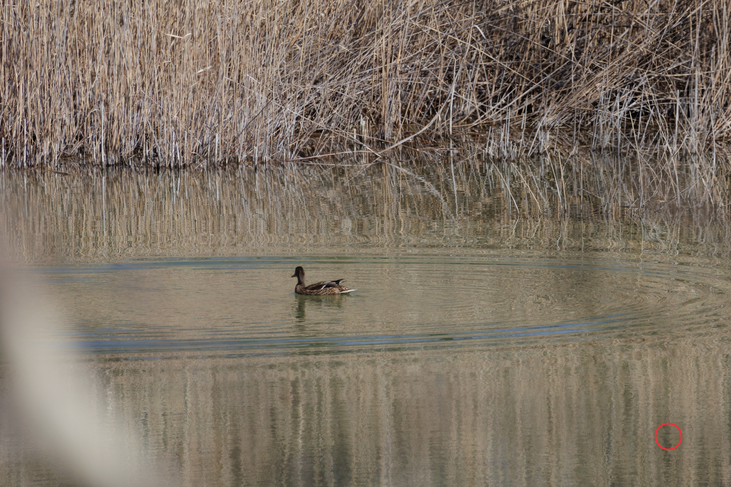 გასეირნება კრწანისის ტბებზე. FramefreeMan