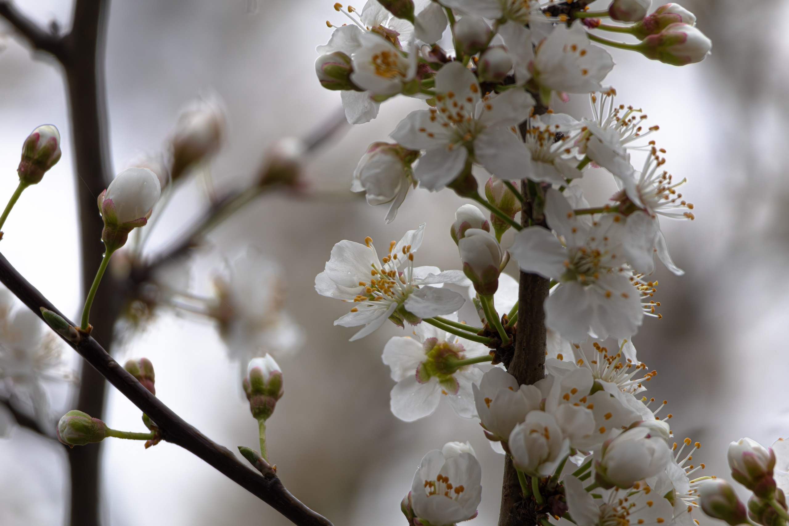 საგაზაფხულო გასეირნება წავკისისწყალის ხეობაში. FramefreeMan