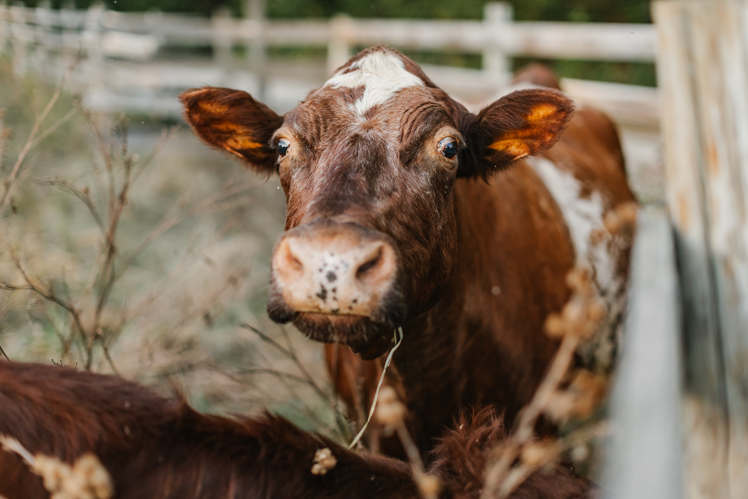 10.05.25 Family Photoshoot. Wedding family event photographer in Chicago Nick Yushevich
