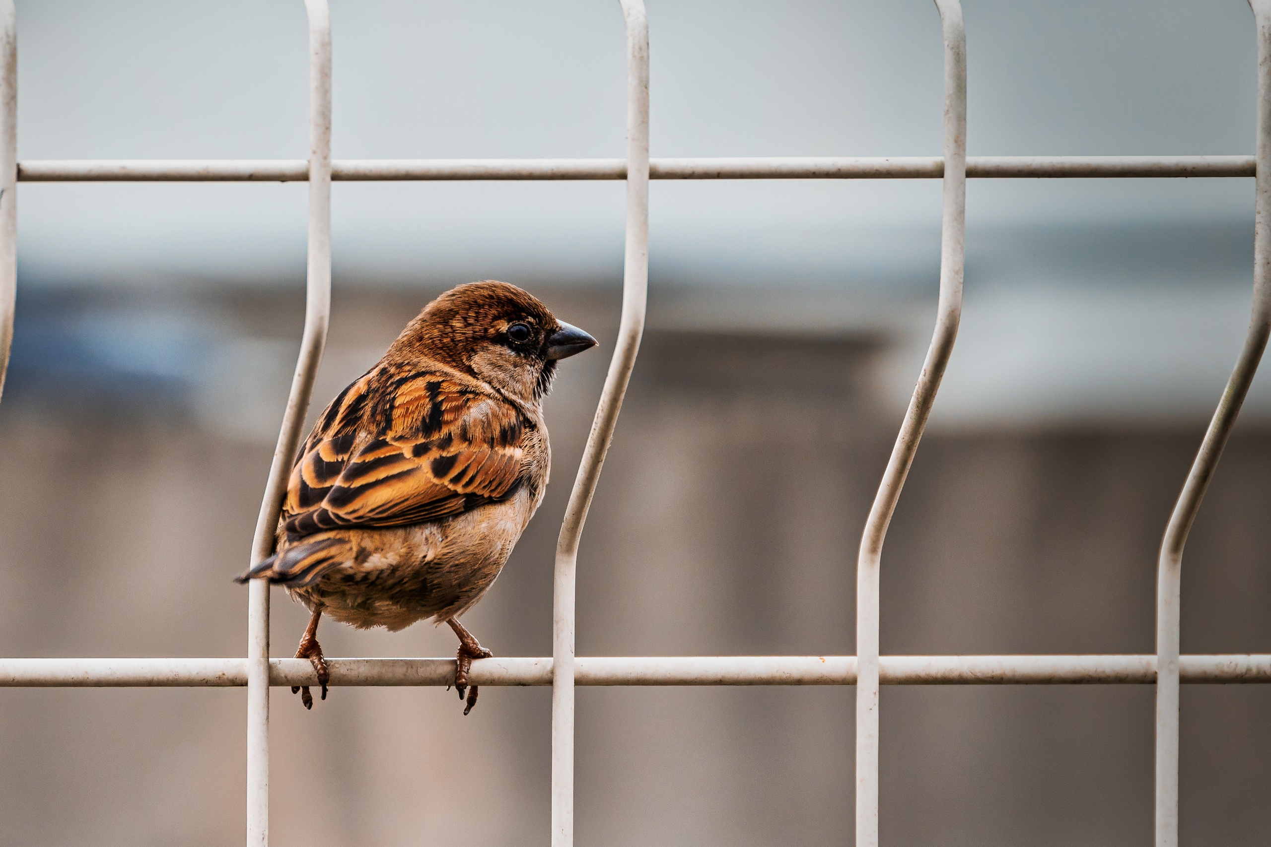 Portret bebeluș la botez realizat de Mitroi Iulian