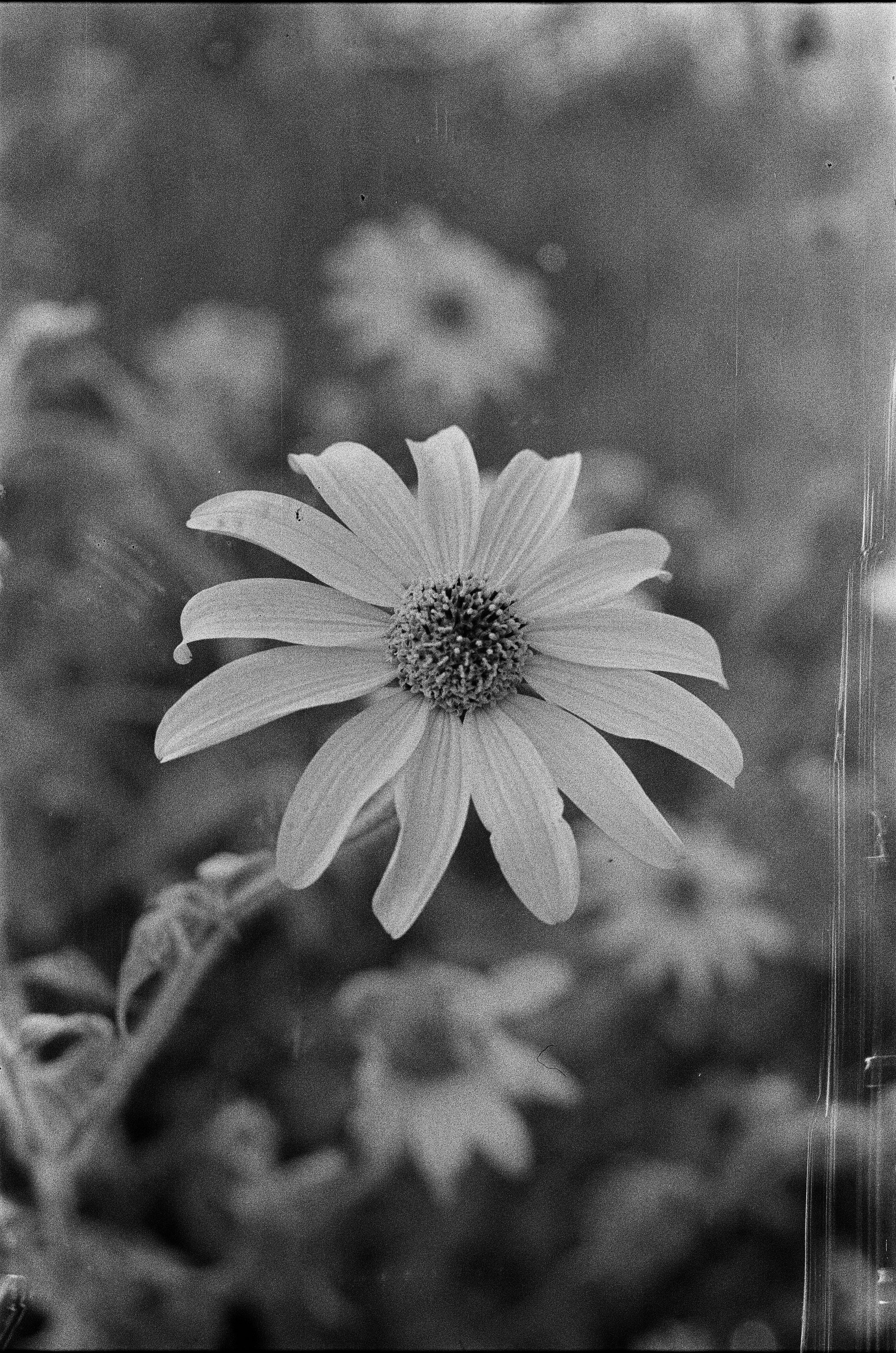 FOTOGRAFIA ANALOGA. Ian Medina, fotógrafo profesional en México