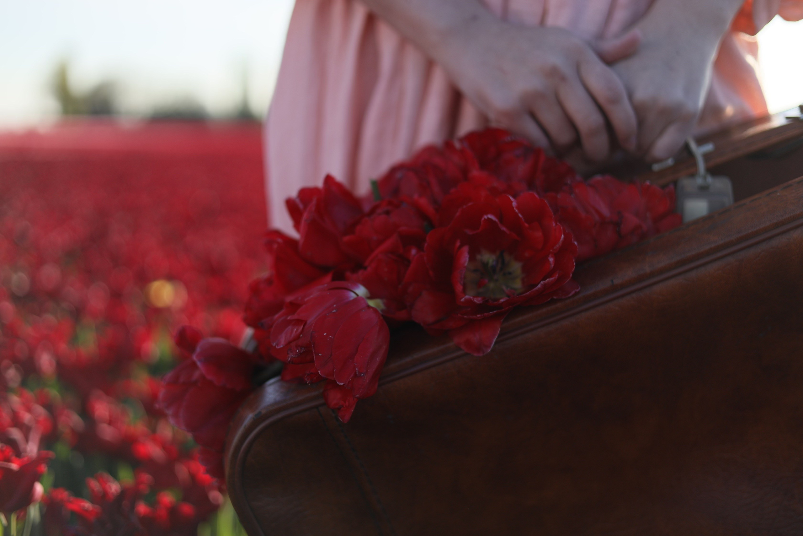 Tulip fields. Oxana Kirikidi Photography