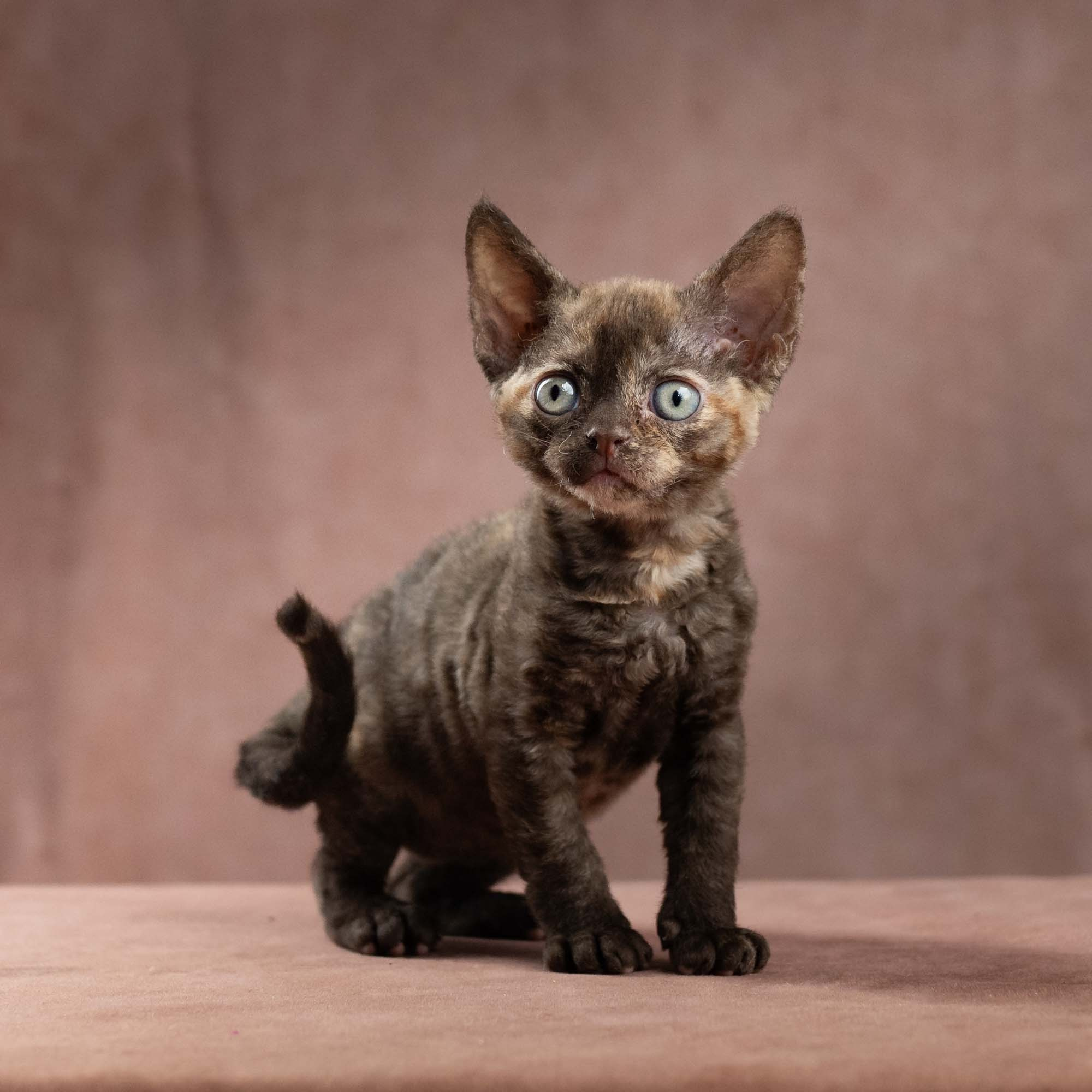 Dory, girl, born on 06.06.24 SOLD. Devon Rex Pixie Cattery