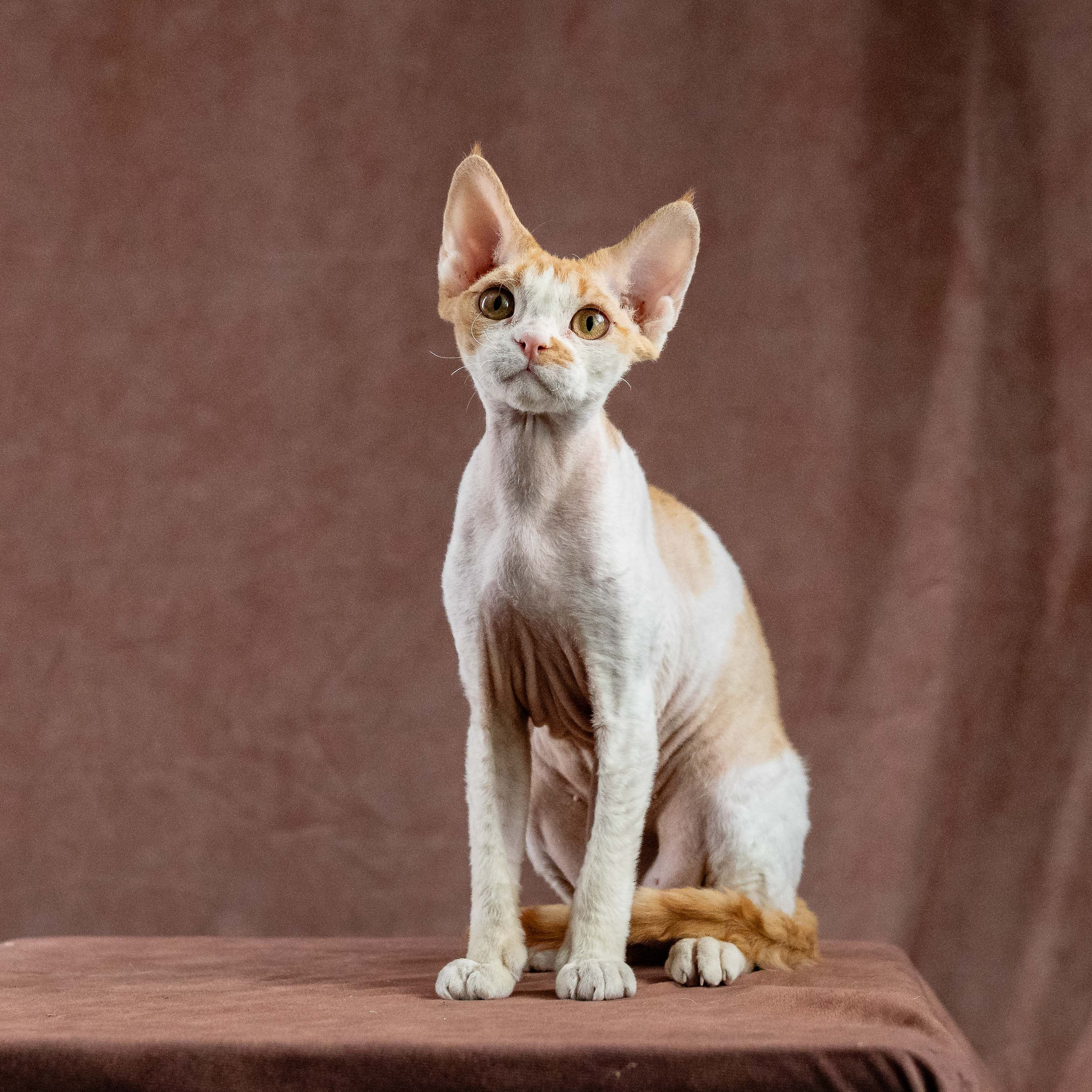 Nika. Devon Rex Pixie Cattery