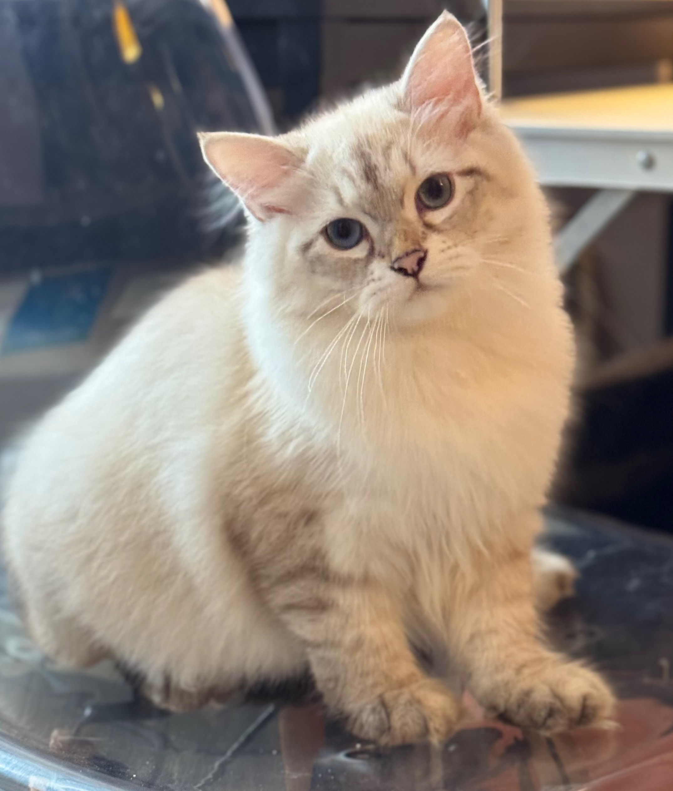 LEMON GREEN SIBERIANS AIUSHA